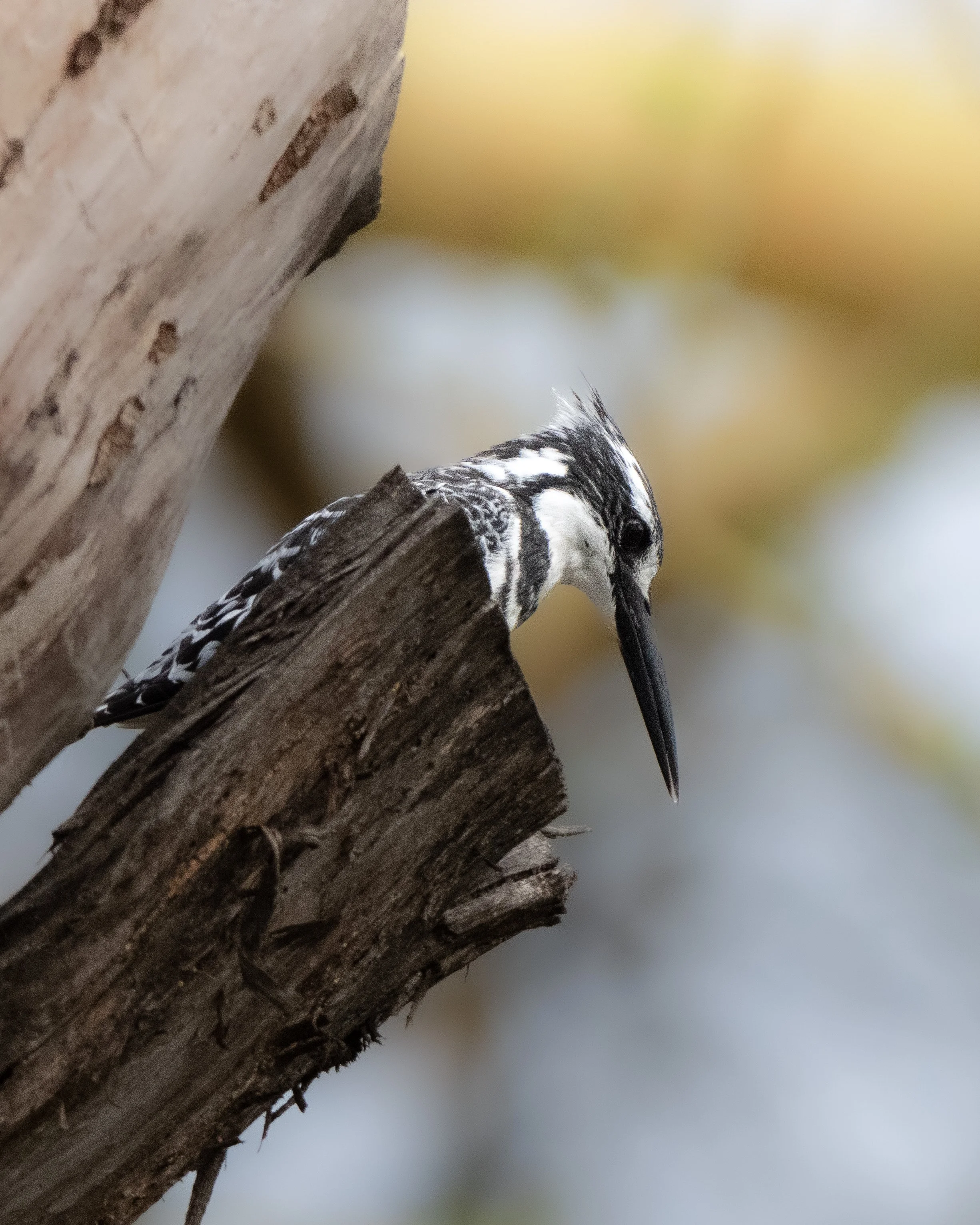 A black and white woodpecker with a long black beak, perched on a tree trunk.