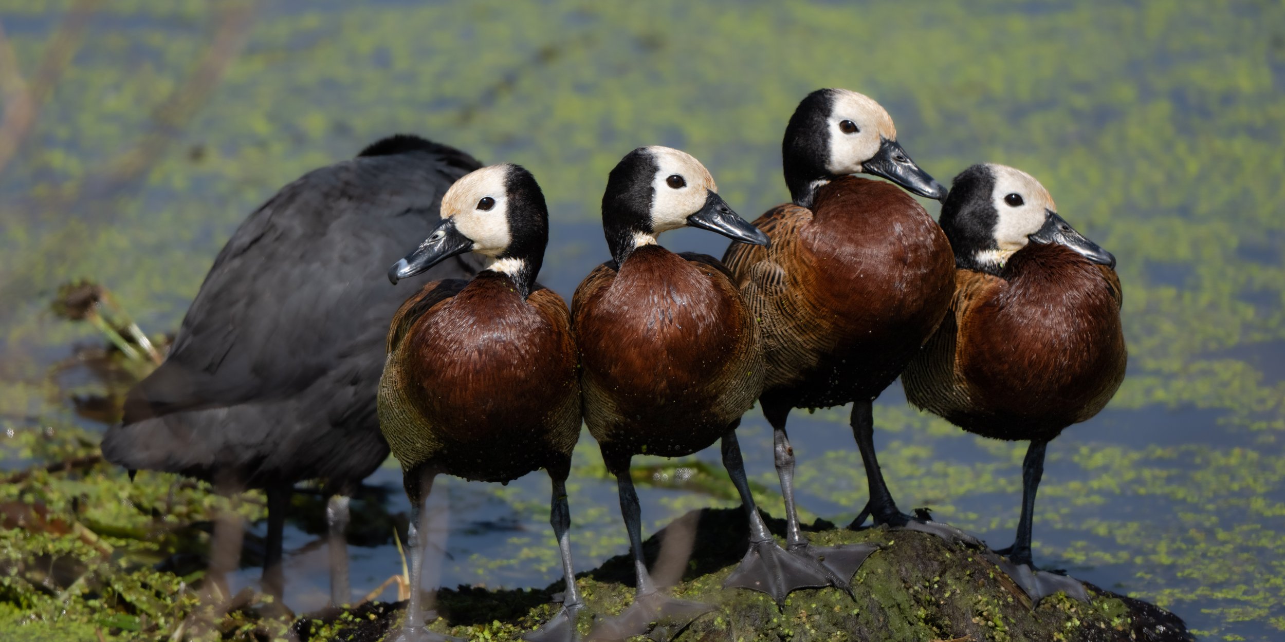 A group of five ducks standing on a log in a pond with green algae, with four of them having white faces and brown bodies and one with black feathers, all facing the right side of the image.