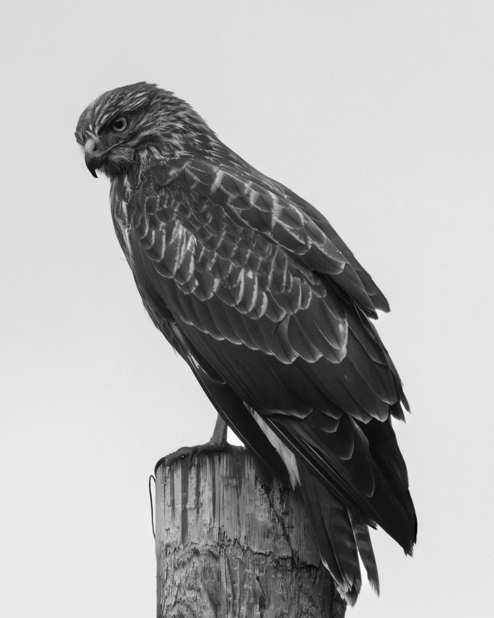 A black and white photo of a bird of prey, likely a hawk, perched on a weathered tree stump.