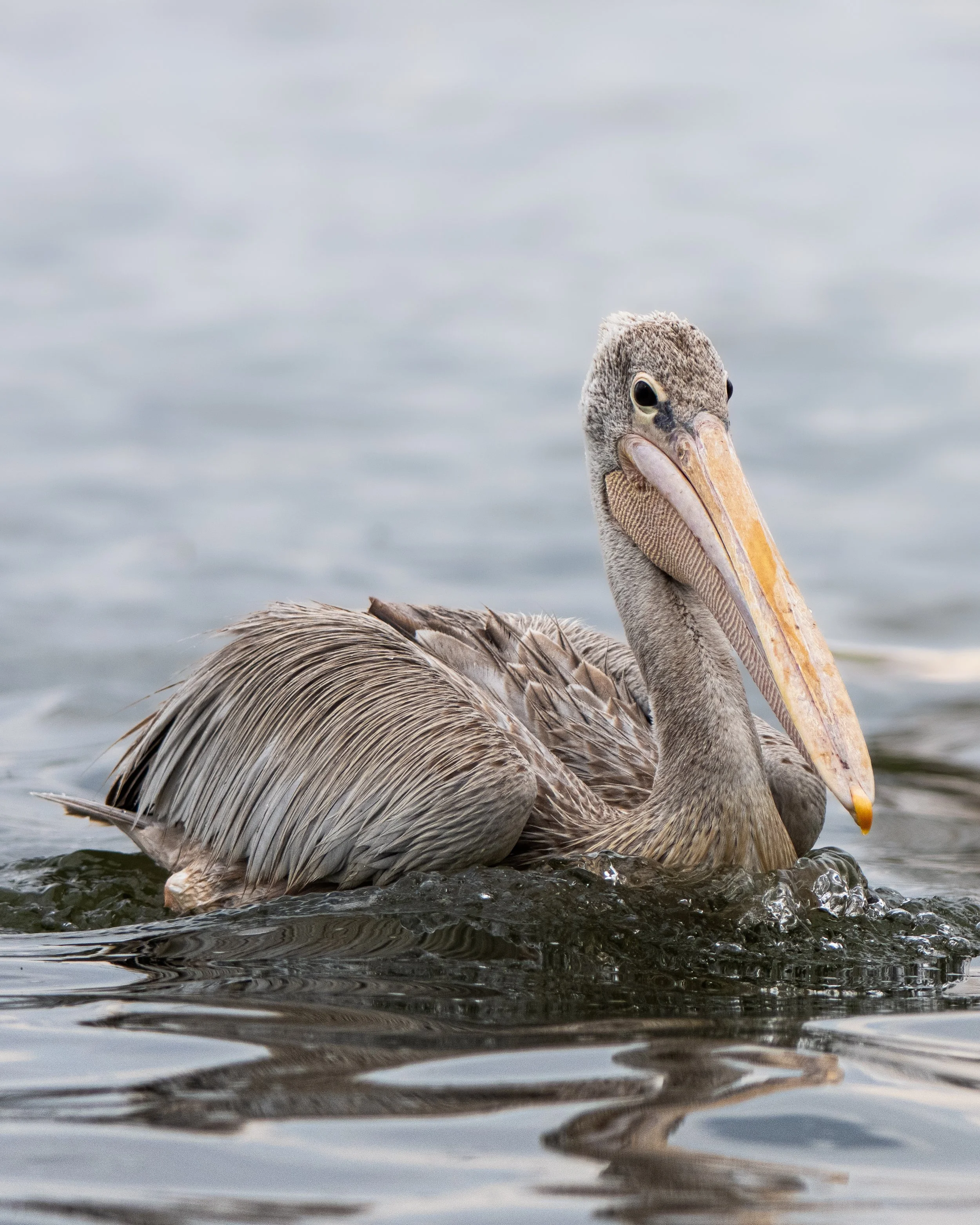 A close-up of a pelican swimming in water with a cloudy sky in the background.