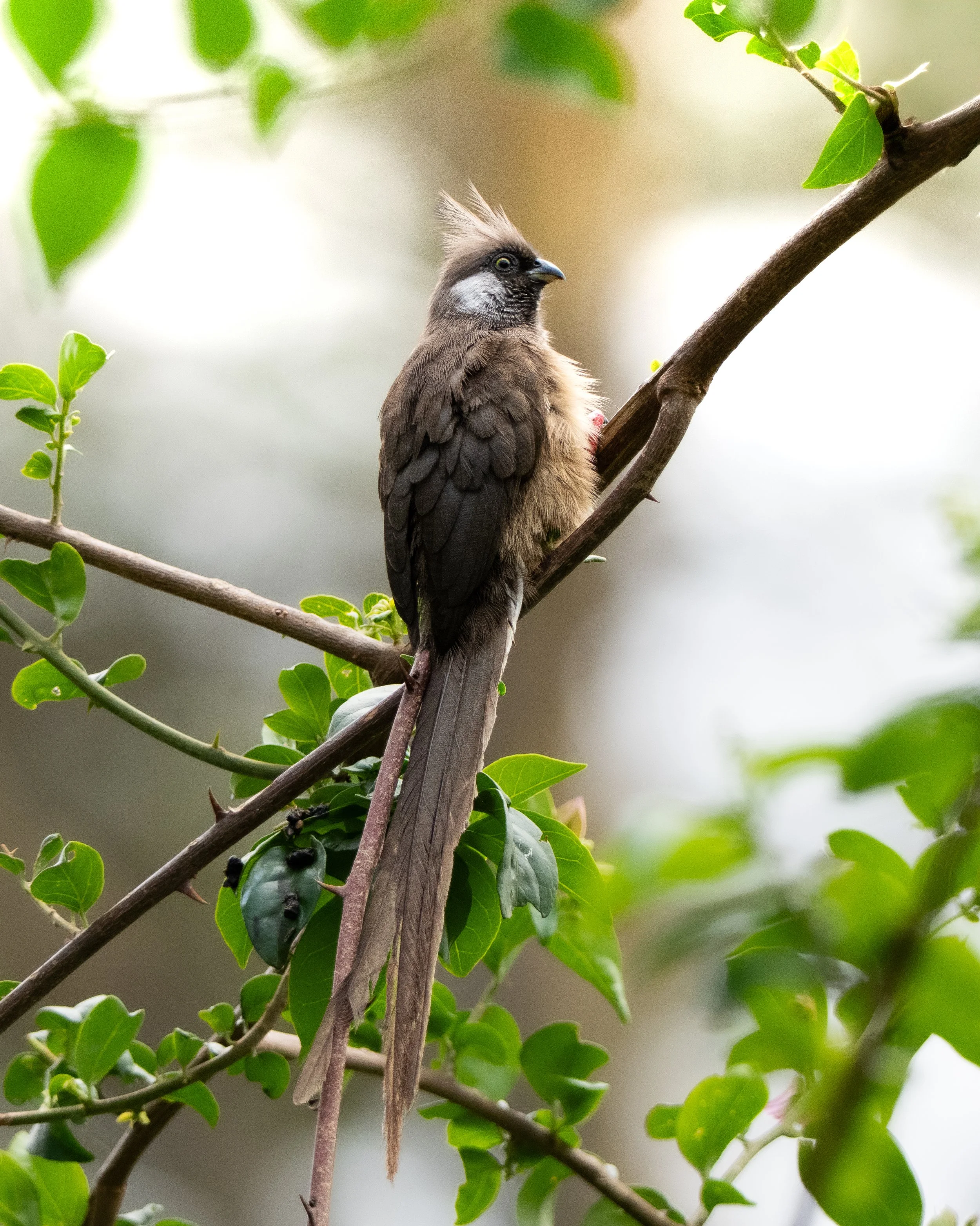 mousebird.jpg