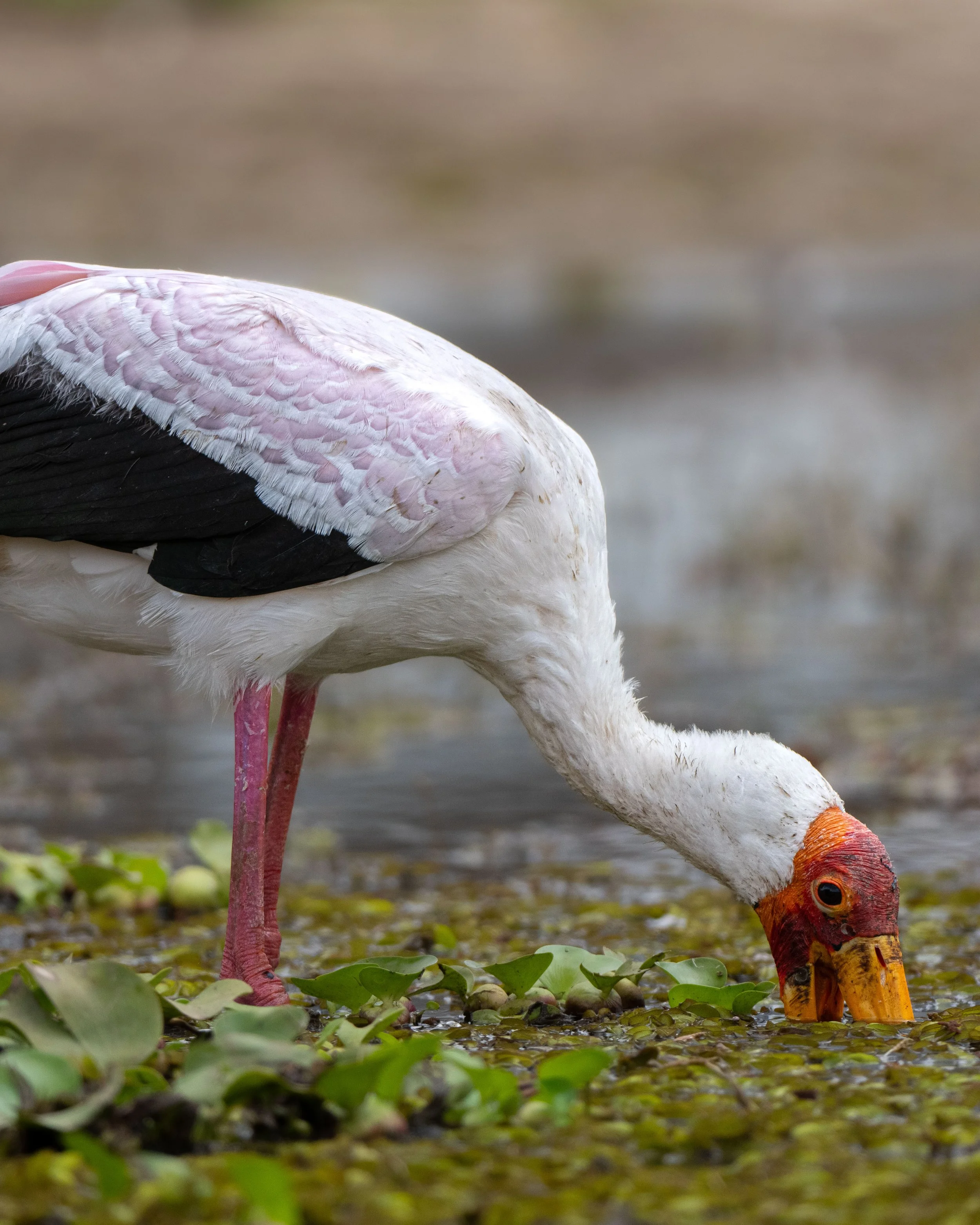 A flamingo bending down to feed in a shallow water area with floating green vegetation.
