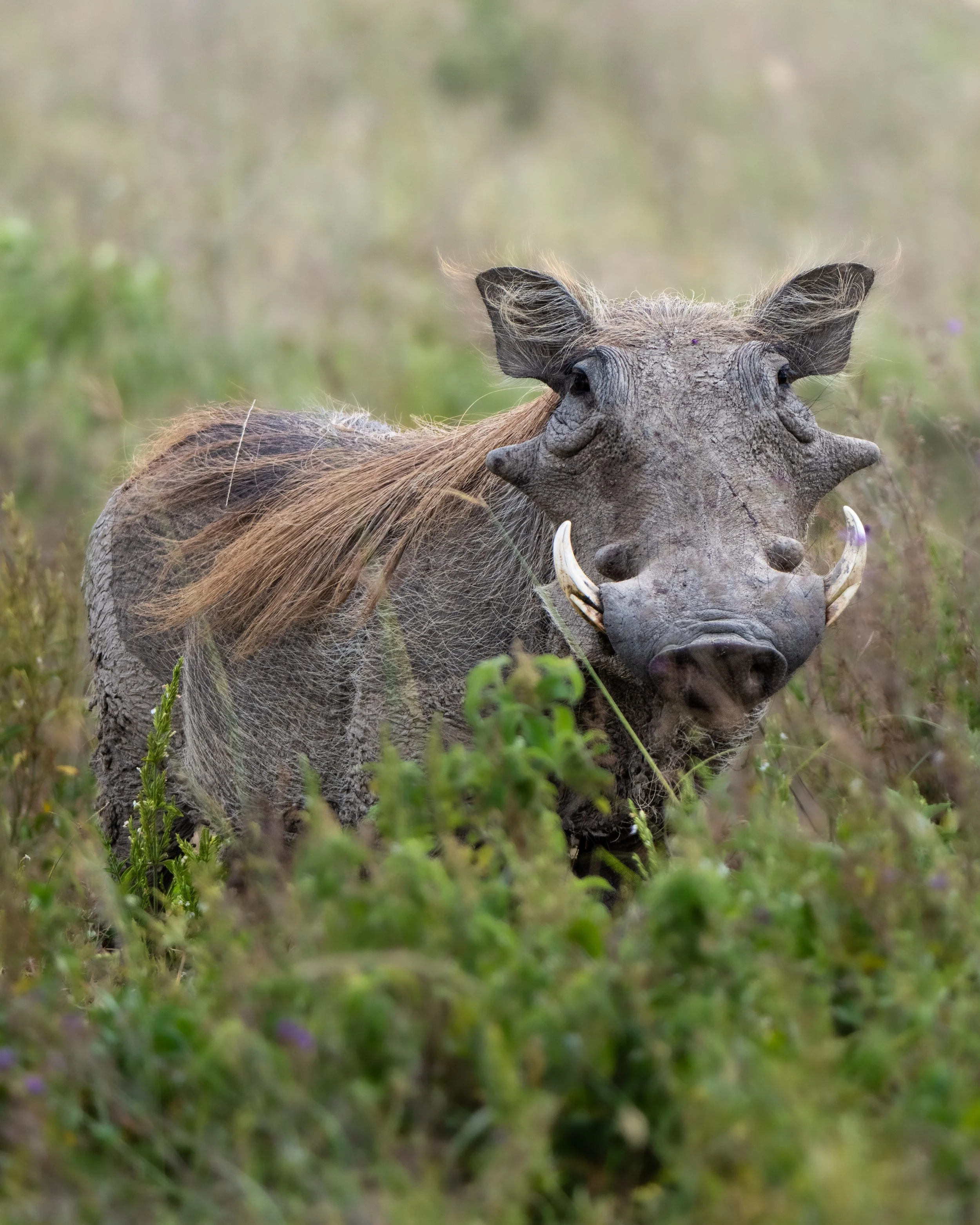 A warthog standing in a grassy field with blurred green vegetation in the background.
