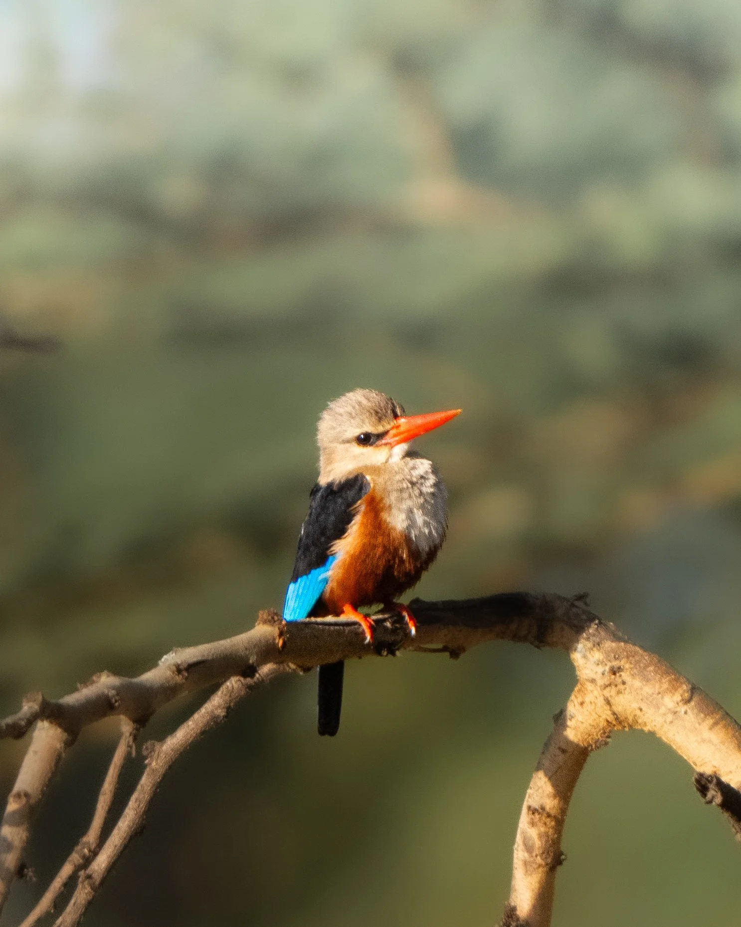 Colorful bird perched on a branch with a blurred background.
