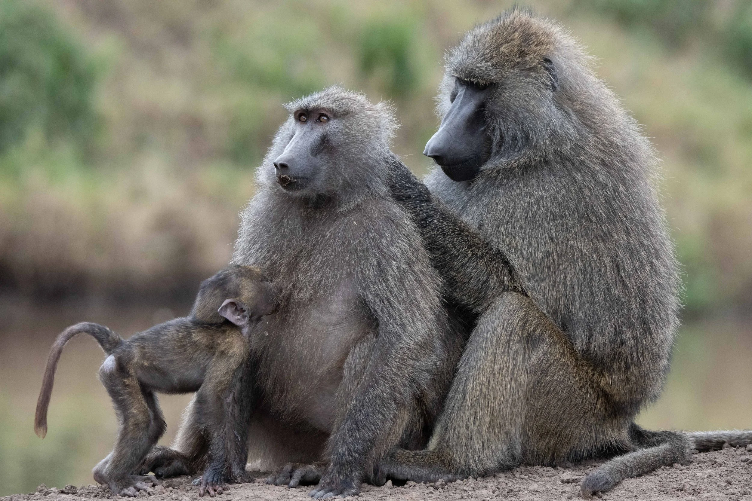 Two baboons sitting on the ground with a blurred natural background. The larger baboon is on the right, looking down and to the side, while the smaller baboon is on the left, looking upward. The smaller baboon appears to be grooming or examining the larger one.