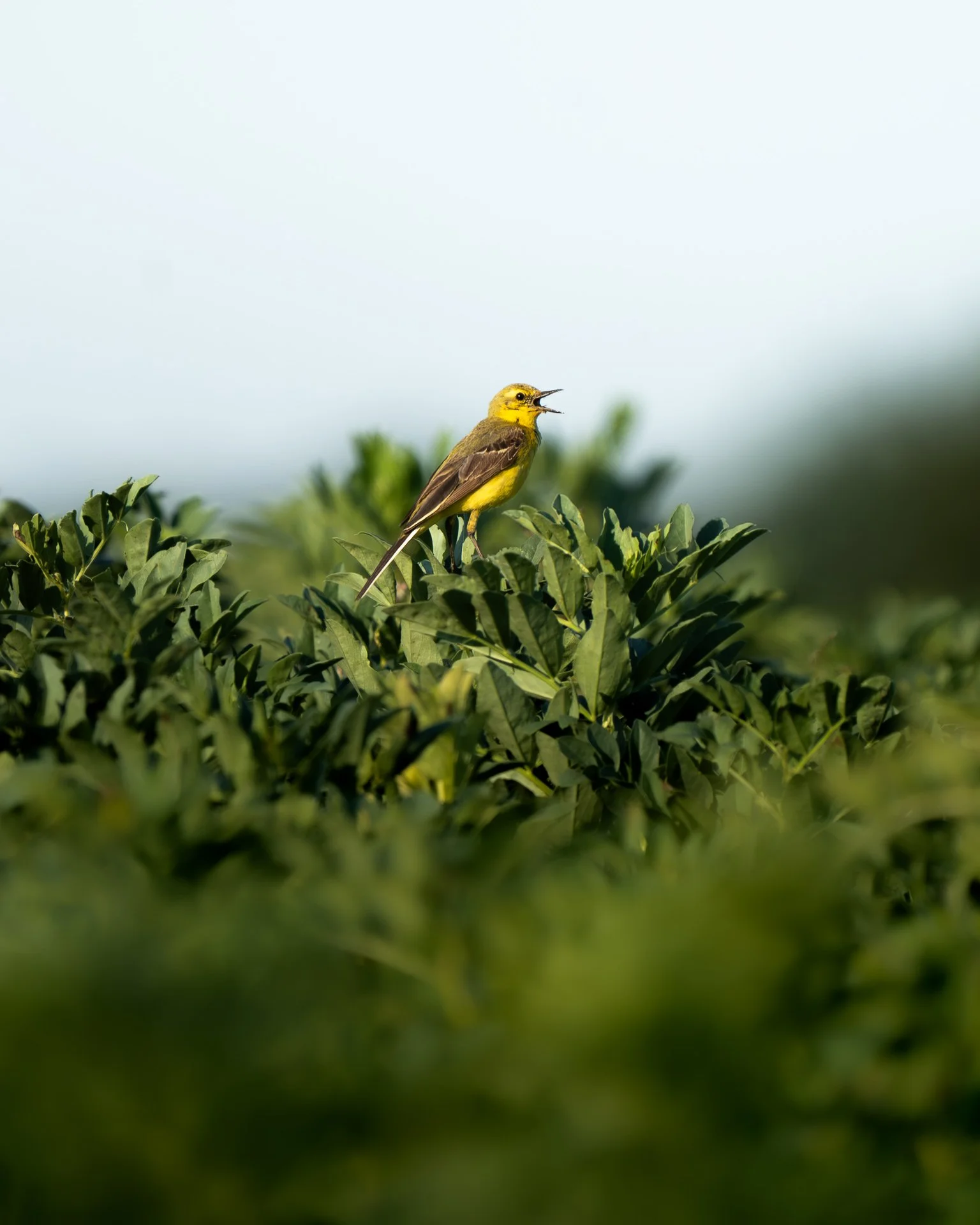 A small yellow and brown bird perched on green leafy shrubbery, singing or calling with its beak open.