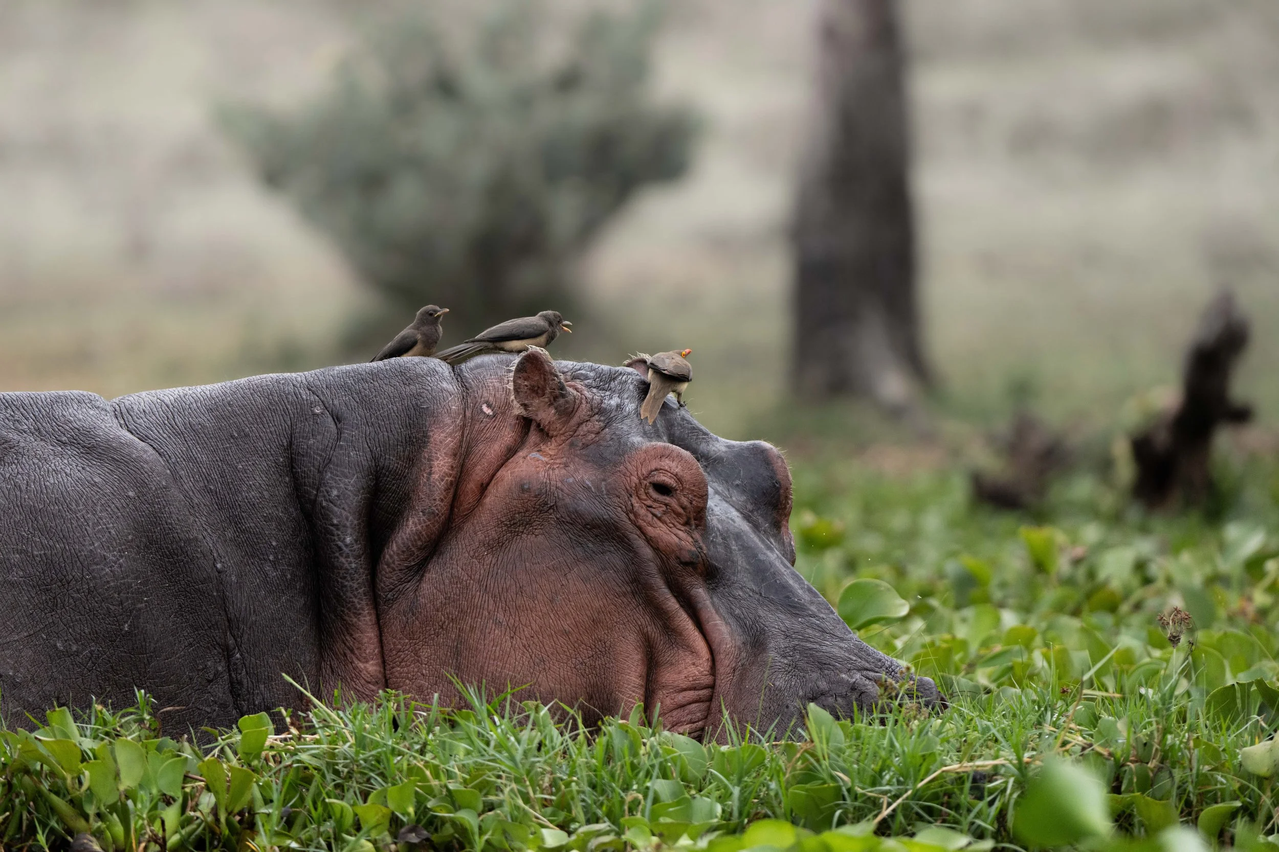 A hippopotamus lying on grassy ground with three small birds on its back.