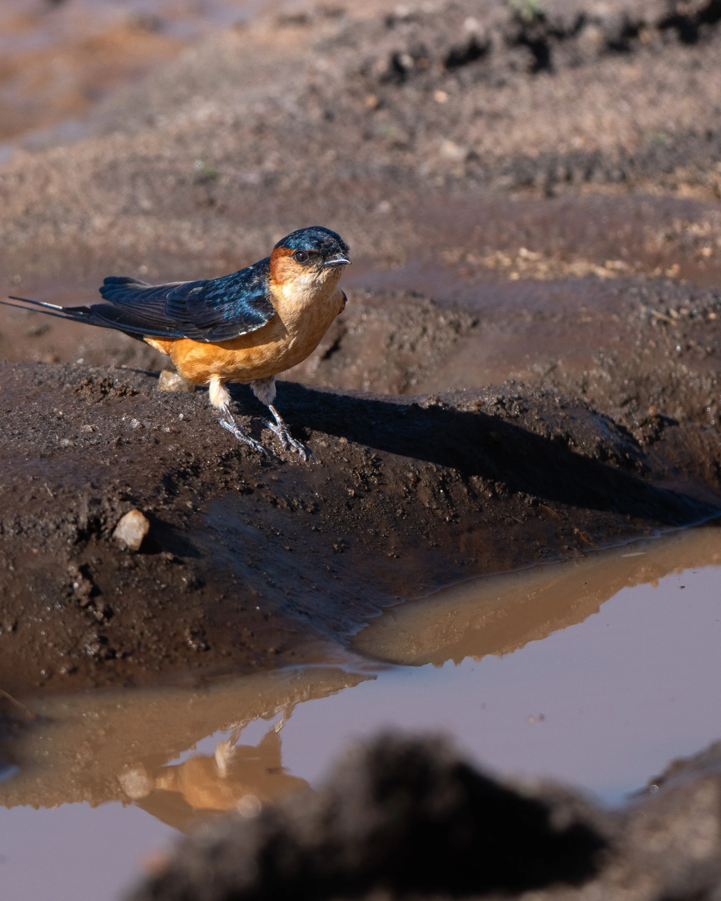 A small bird with a rusty orange breast, dark blue wings and back, and a black head, standing on wet, muddy ground near a small puddle of water.