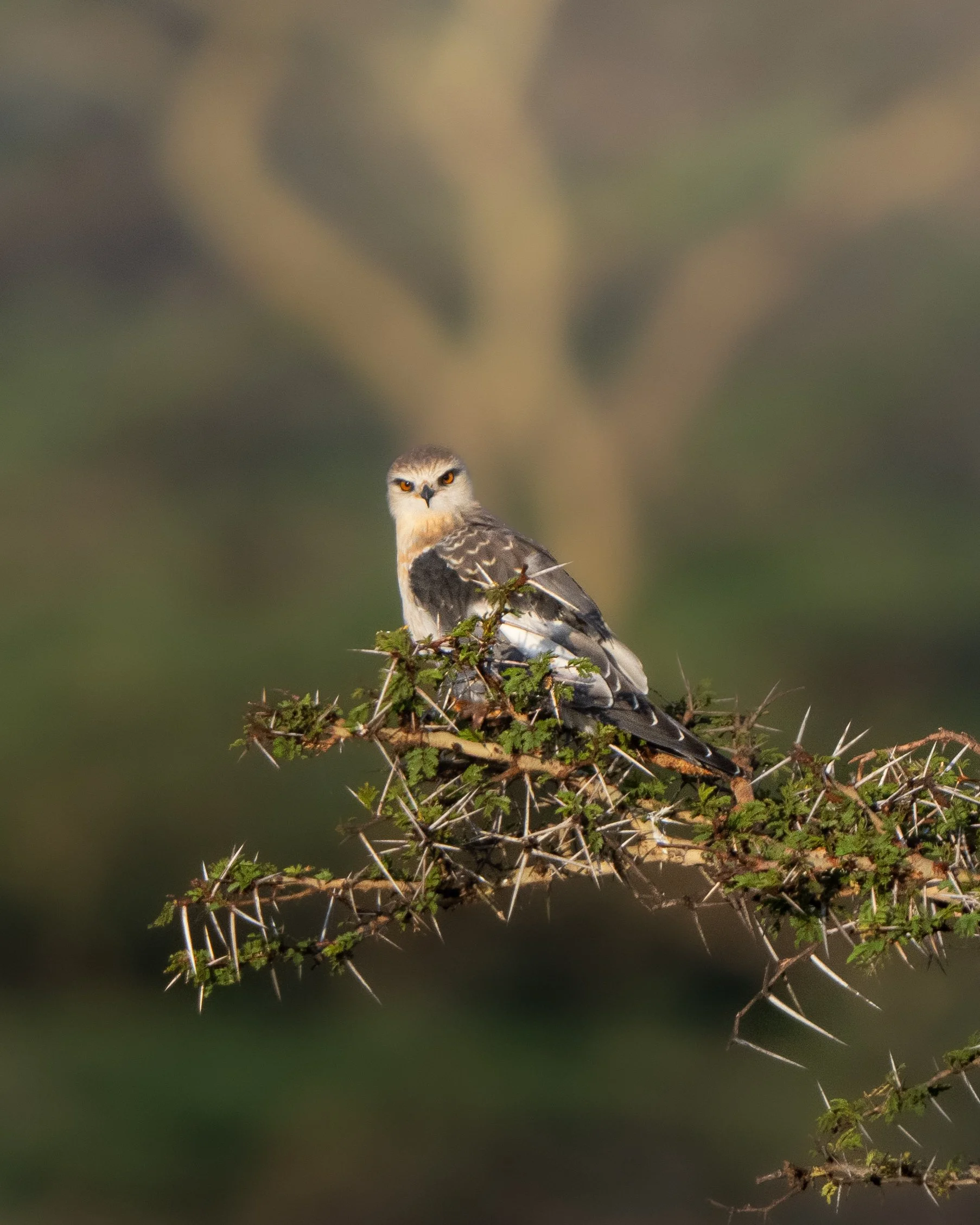 A bird of prey with sharp eyes and a strong beak perched on a thorny branch of a small tree or shrub, with a blurred green background.