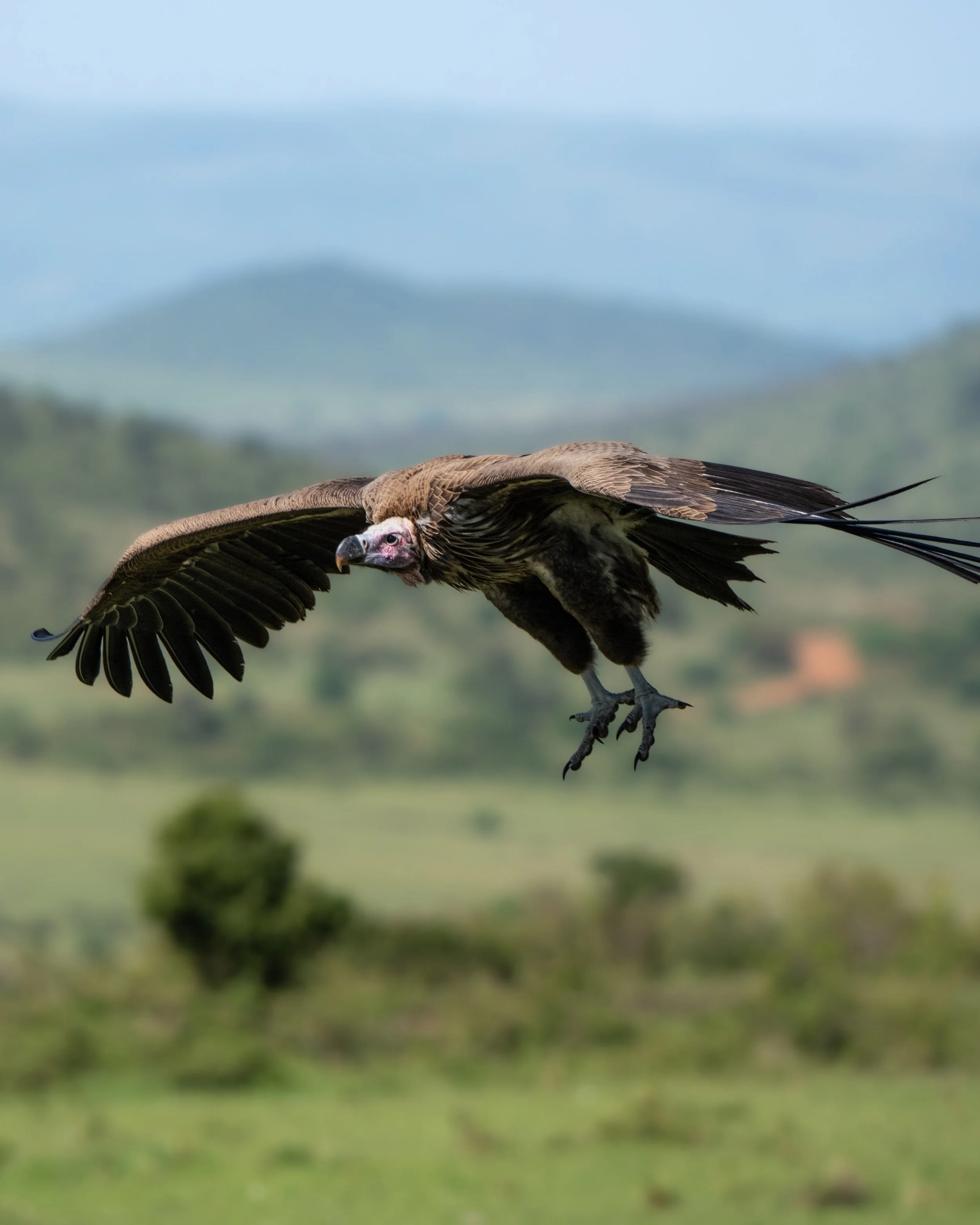 A vulture flying low above a green landscape with trees and hills in the background.