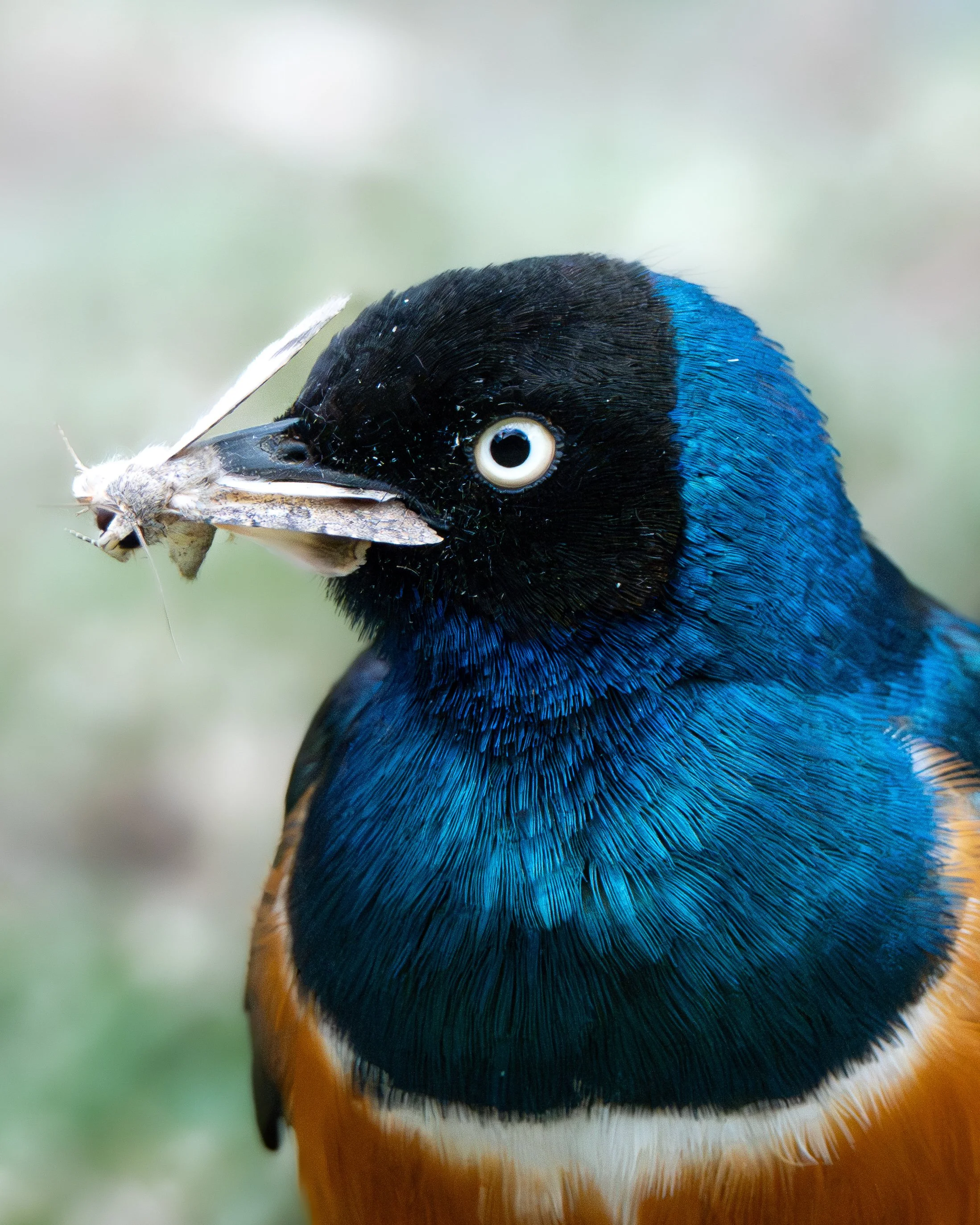 Close-up of a bird's head, showing its eye and a bee in its beak.