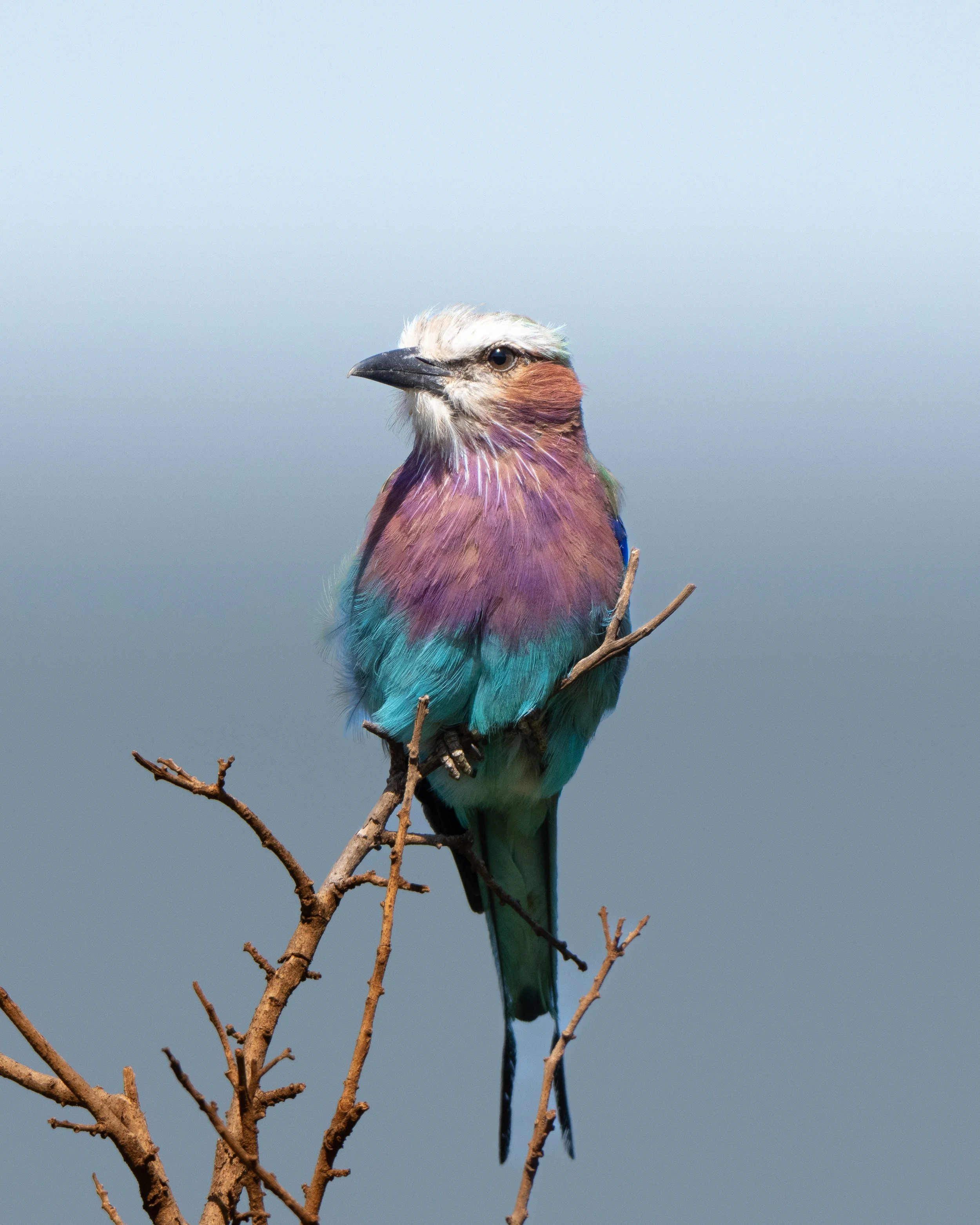 Colorful bird perched on a bare tree branch against a clear sky.