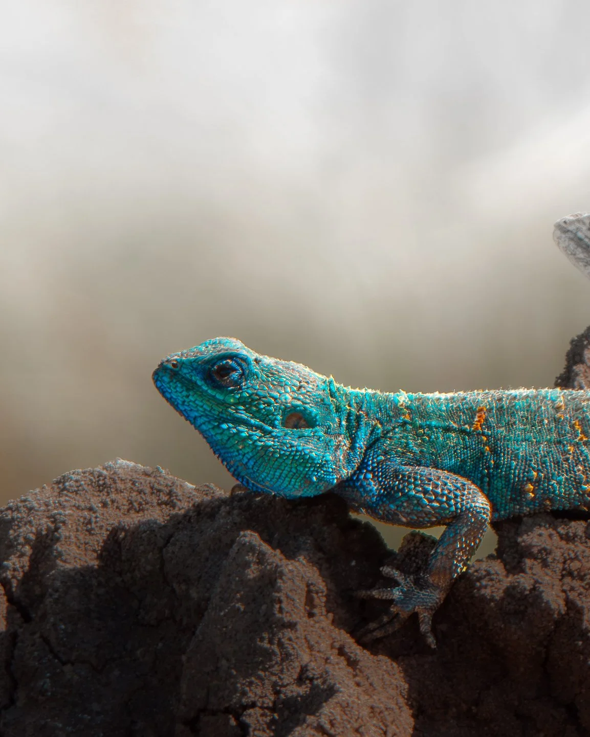 A close-up of a blue lizard resting on a rock with a cloudy sky in the background.