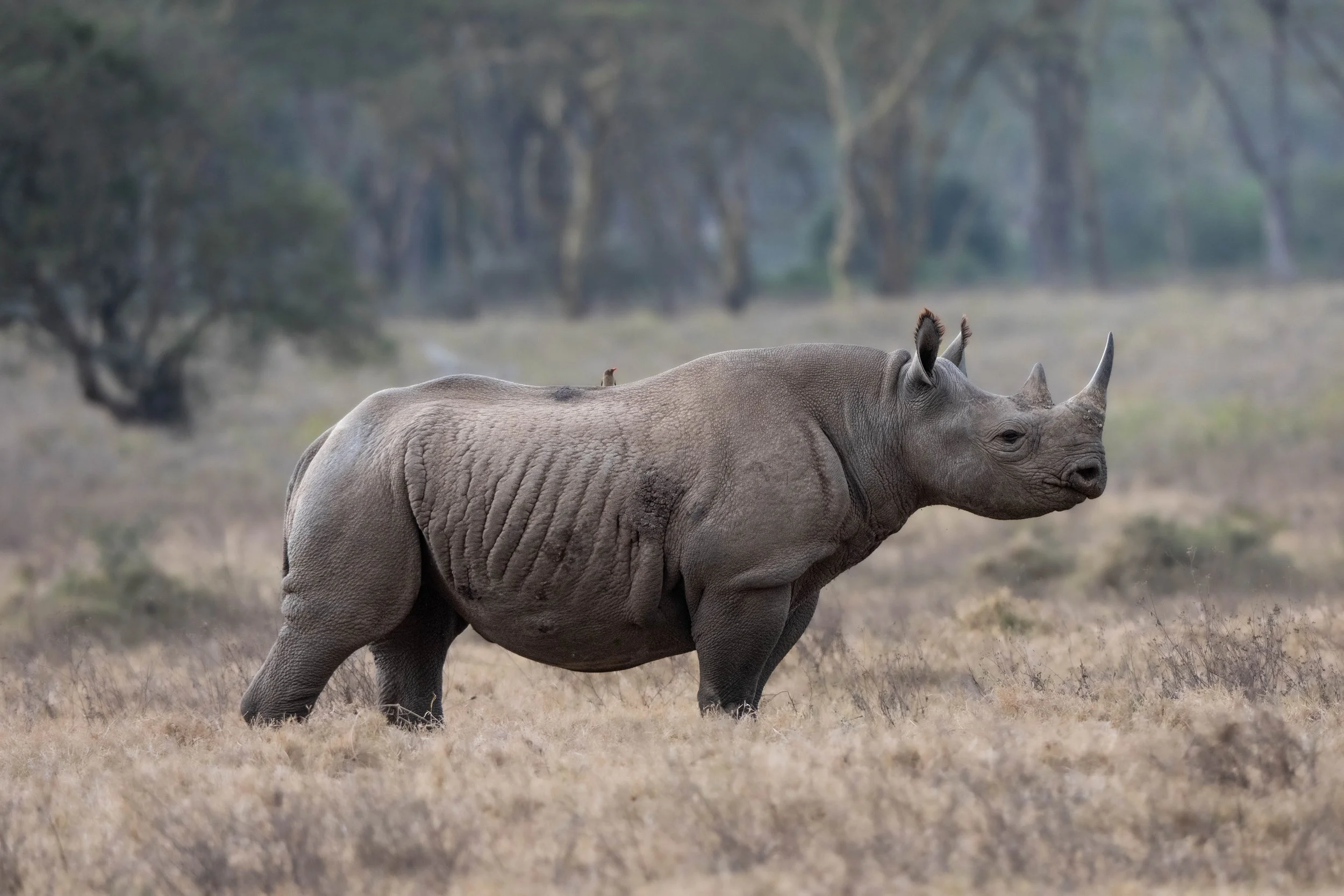 A rhinoceros walking in a grassy plain with trees in the background.