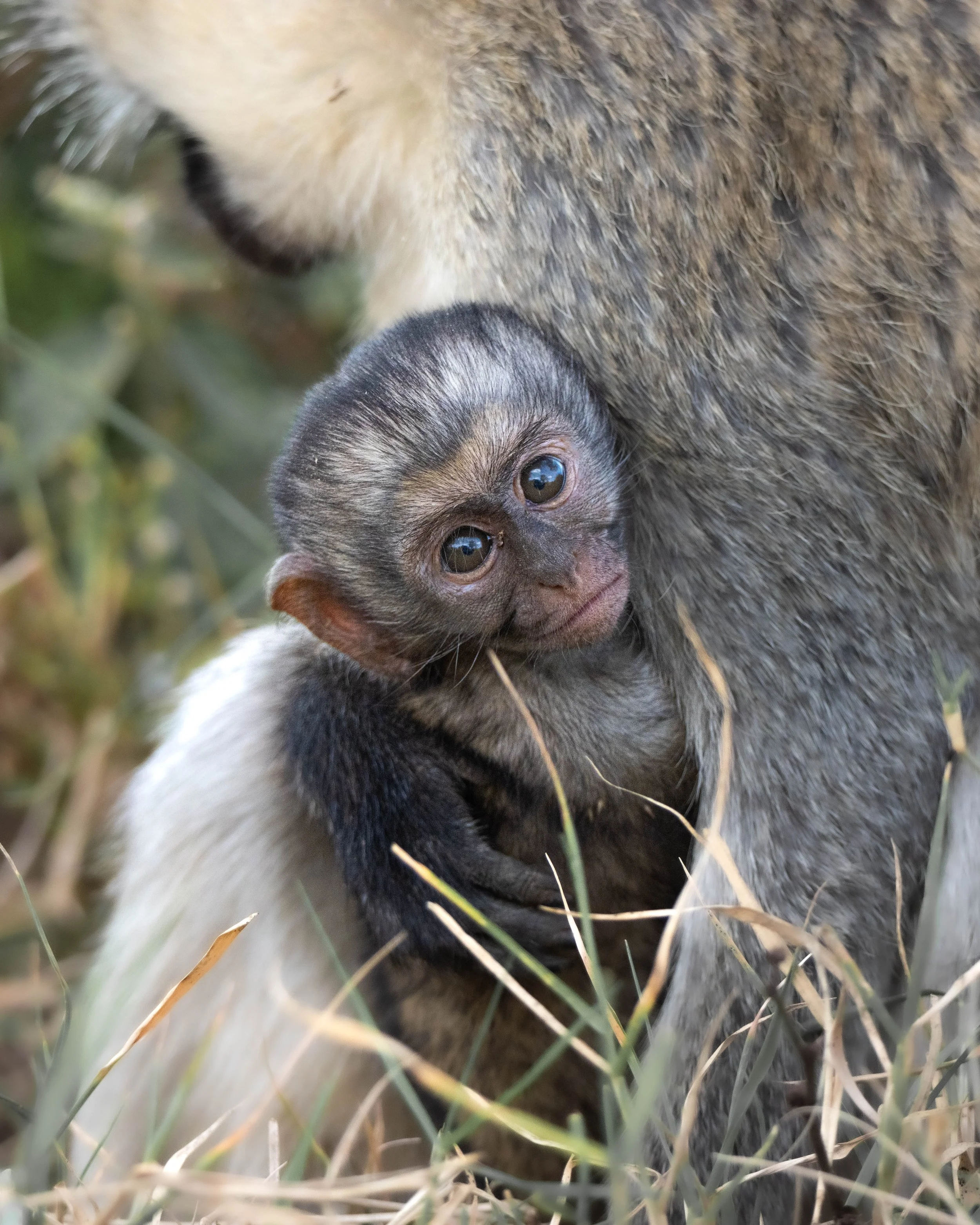 A baby monkey with large eyes snuggled against its mother in tall grass.
