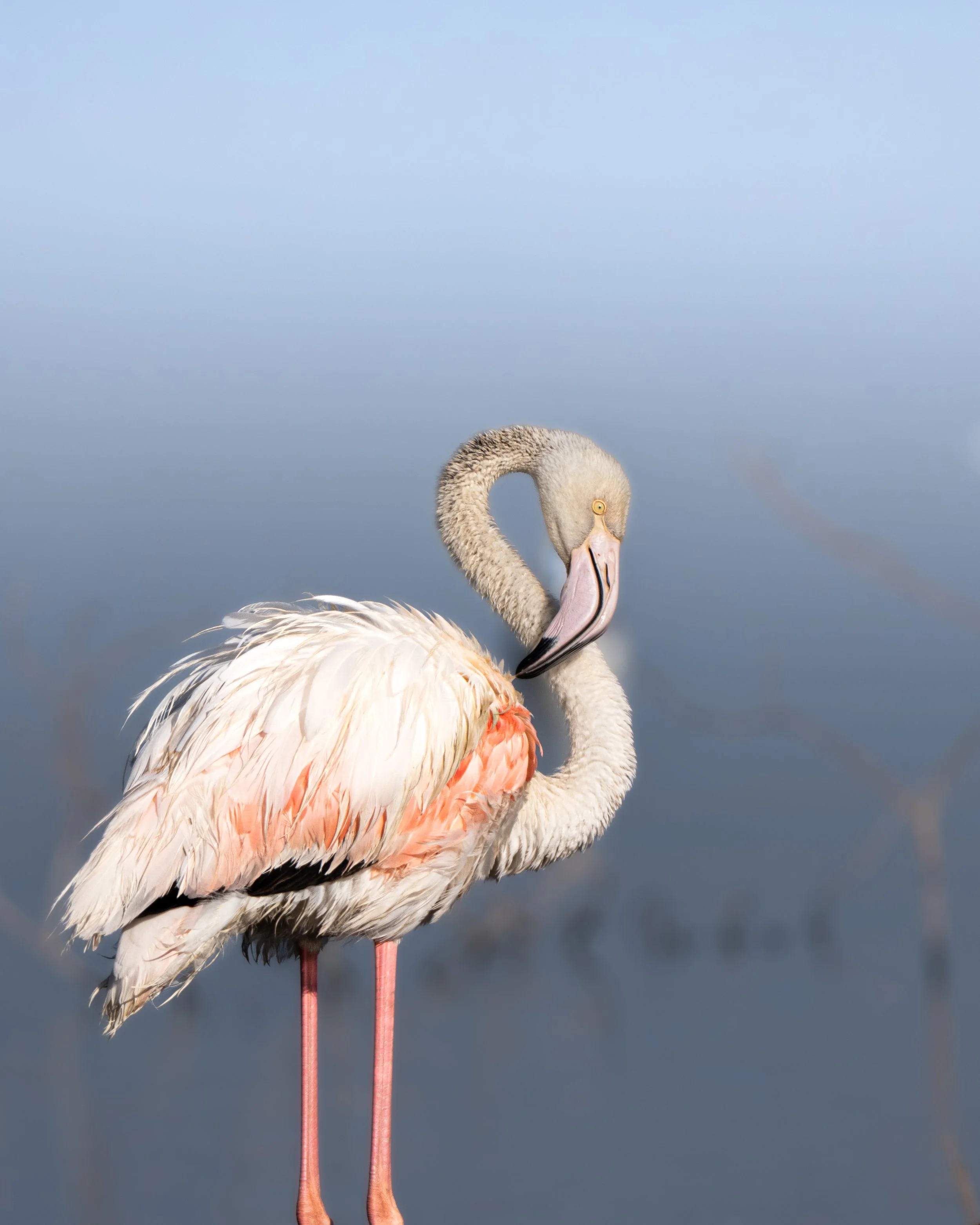 A flamingo standing in water, with its neck arched and its head resting on its body, against a cloudy sky background.