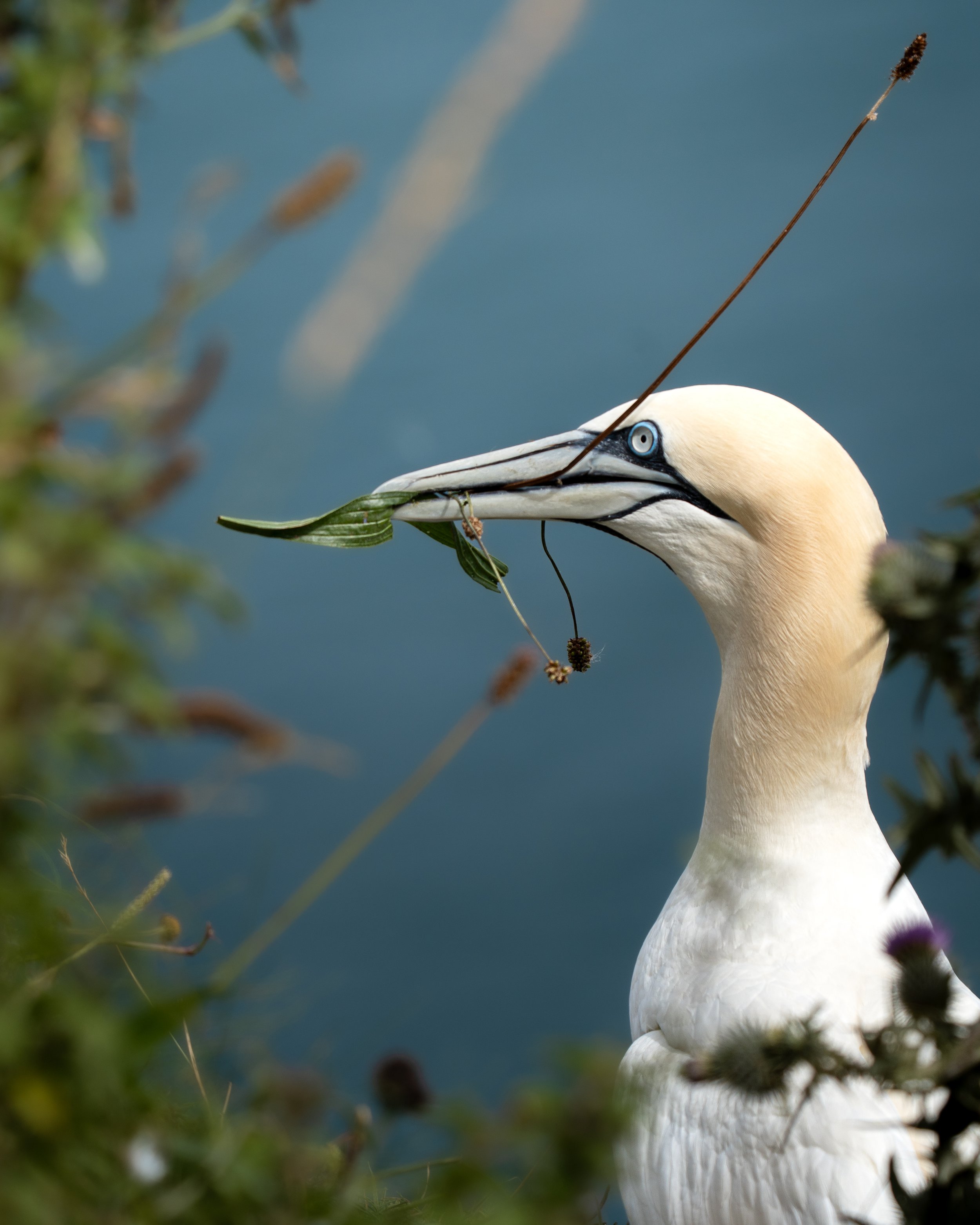 Gannet.jpg