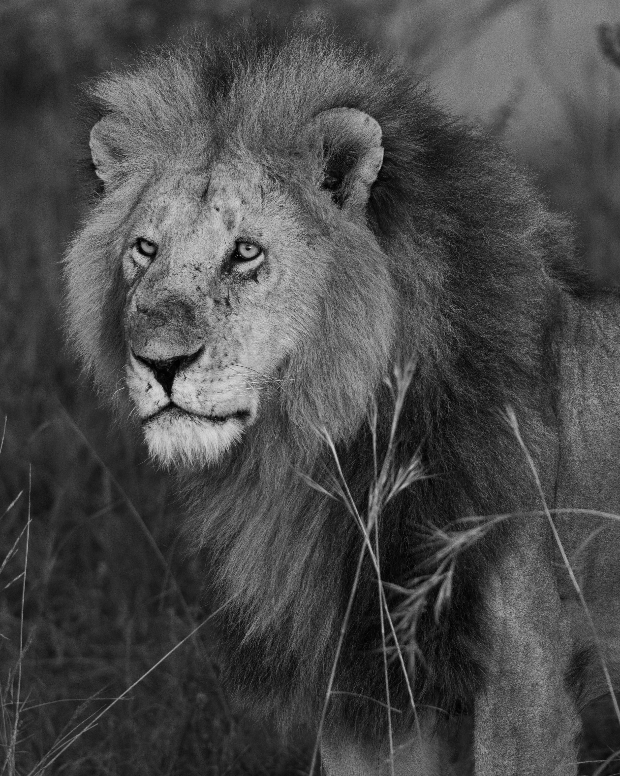 A black and white photo of a lion walking through tall grass in its natural habitat.