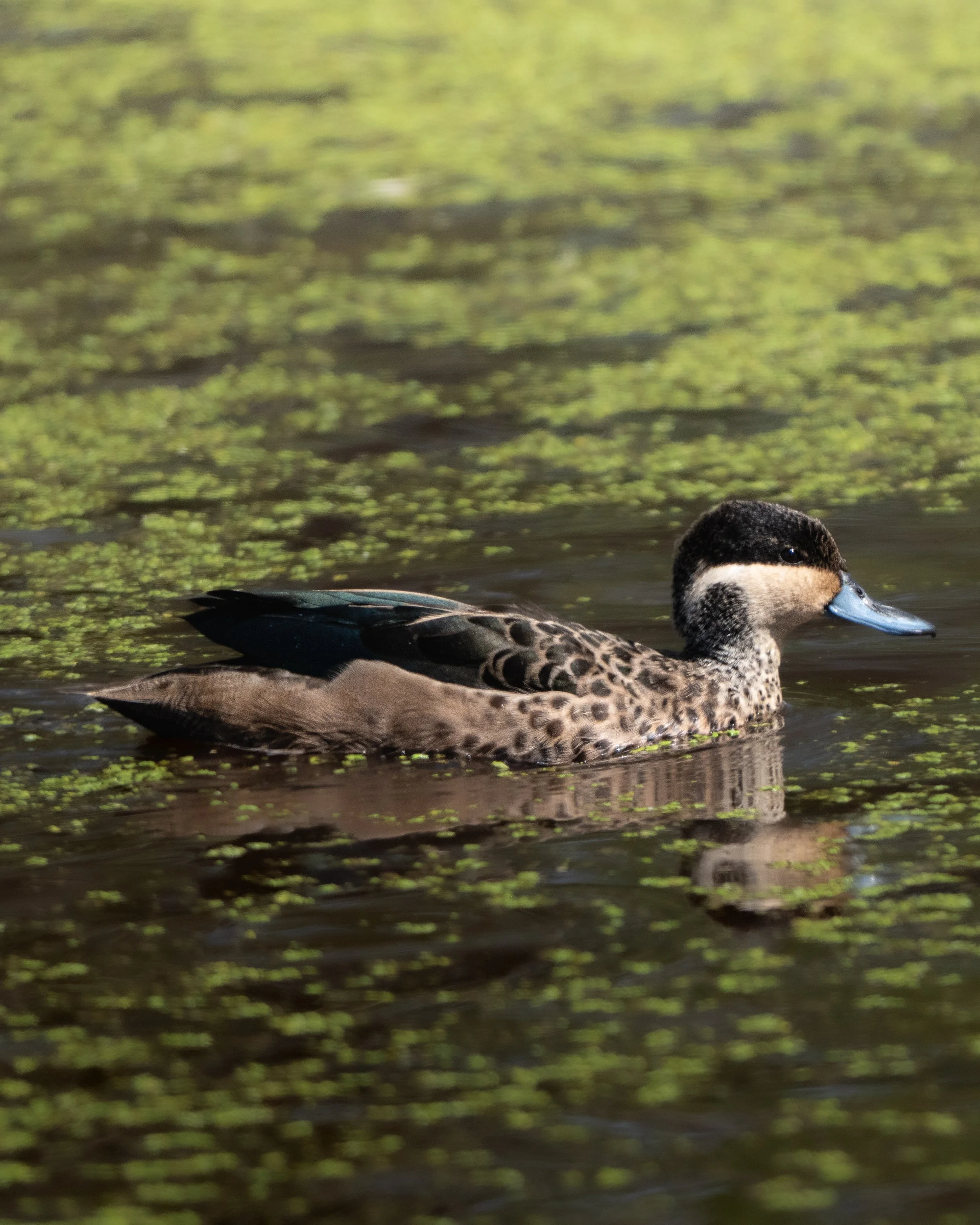 Close-up of a duck swimming in a pond with green duckweed on the water surface.