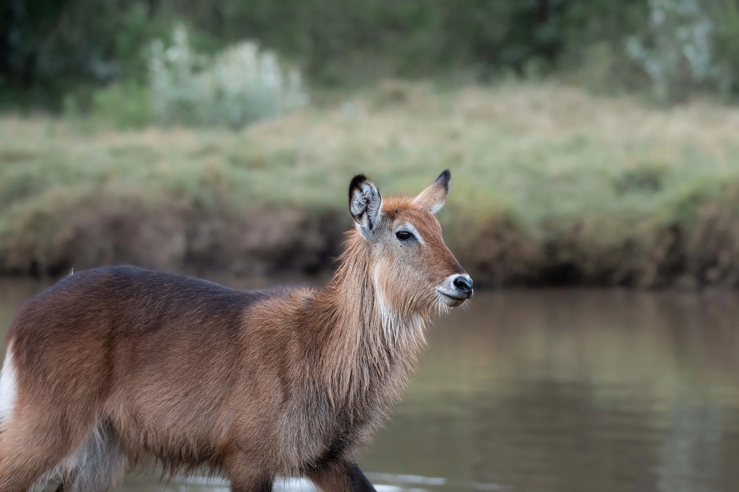 Close-up of an antelope with light brown fur and black and white markings on its face, standing outdoors with a blurred green background.