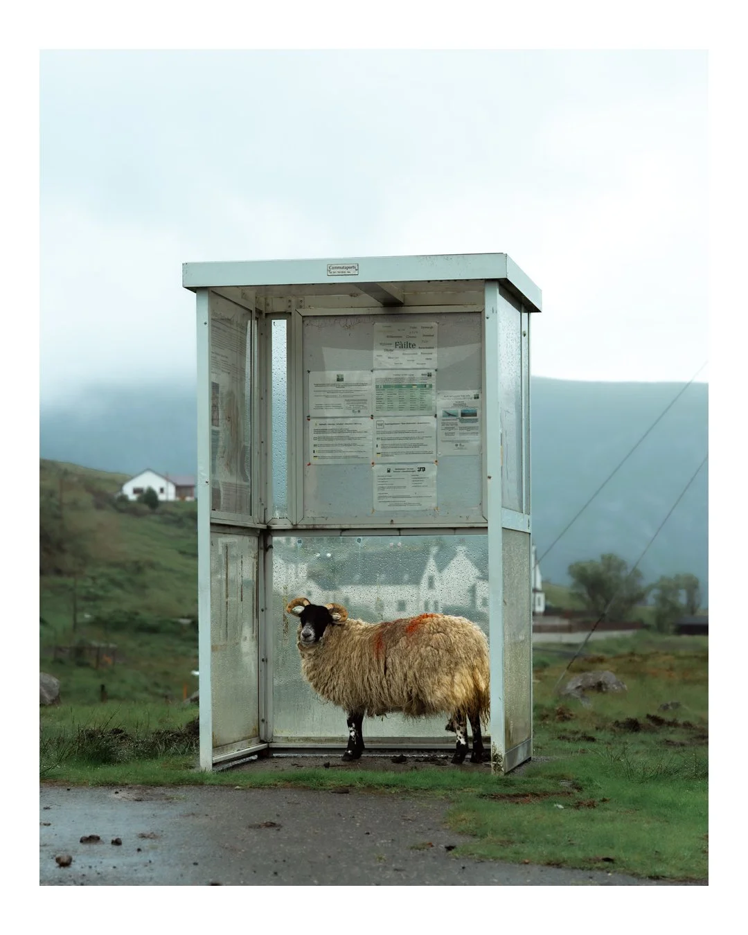 A sheep standing inside a glass-sided bus shelter on a rural road, with plants, houses, and mountains in the background.