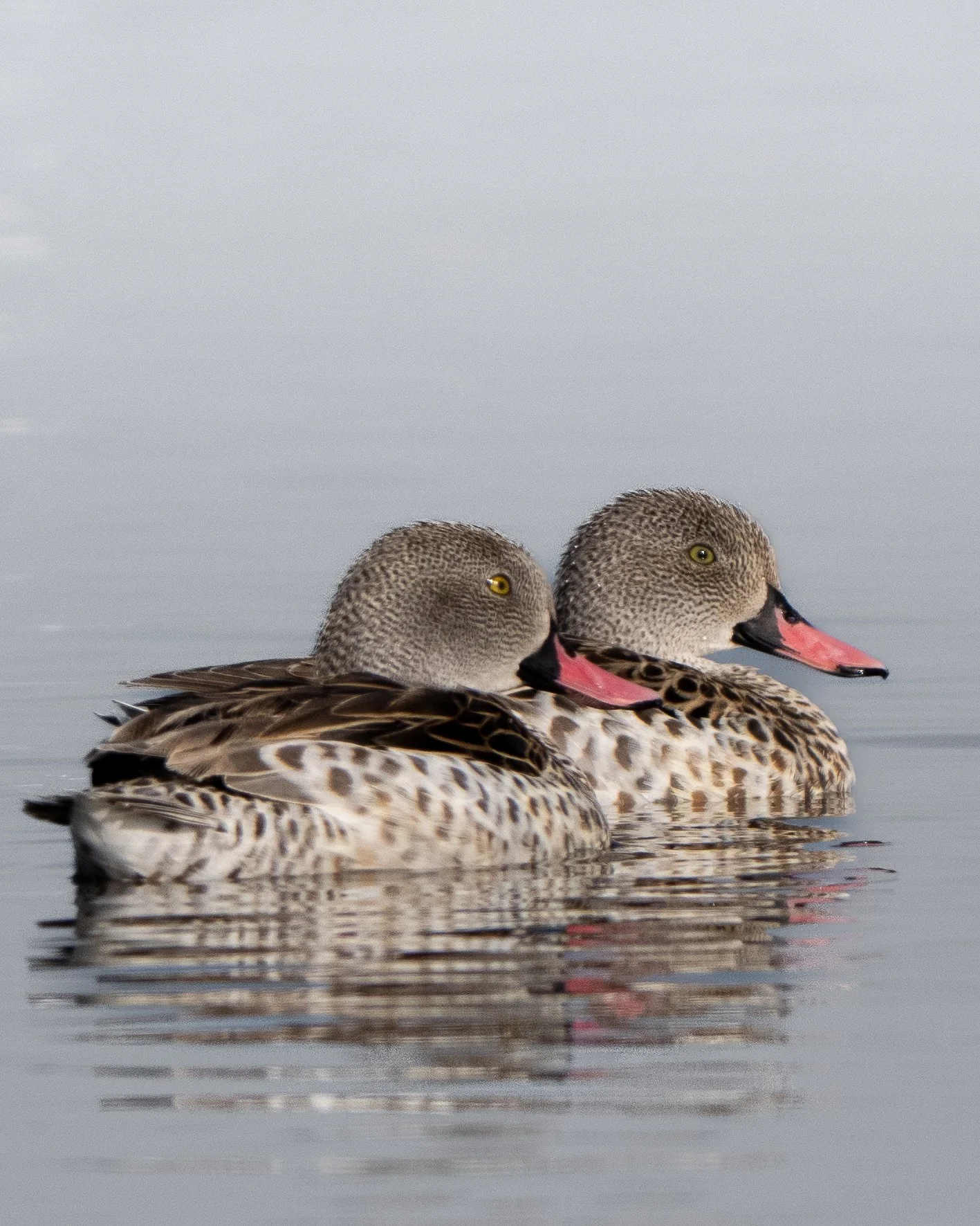 Two ducks swimming on calm water with a gray sky in the background.