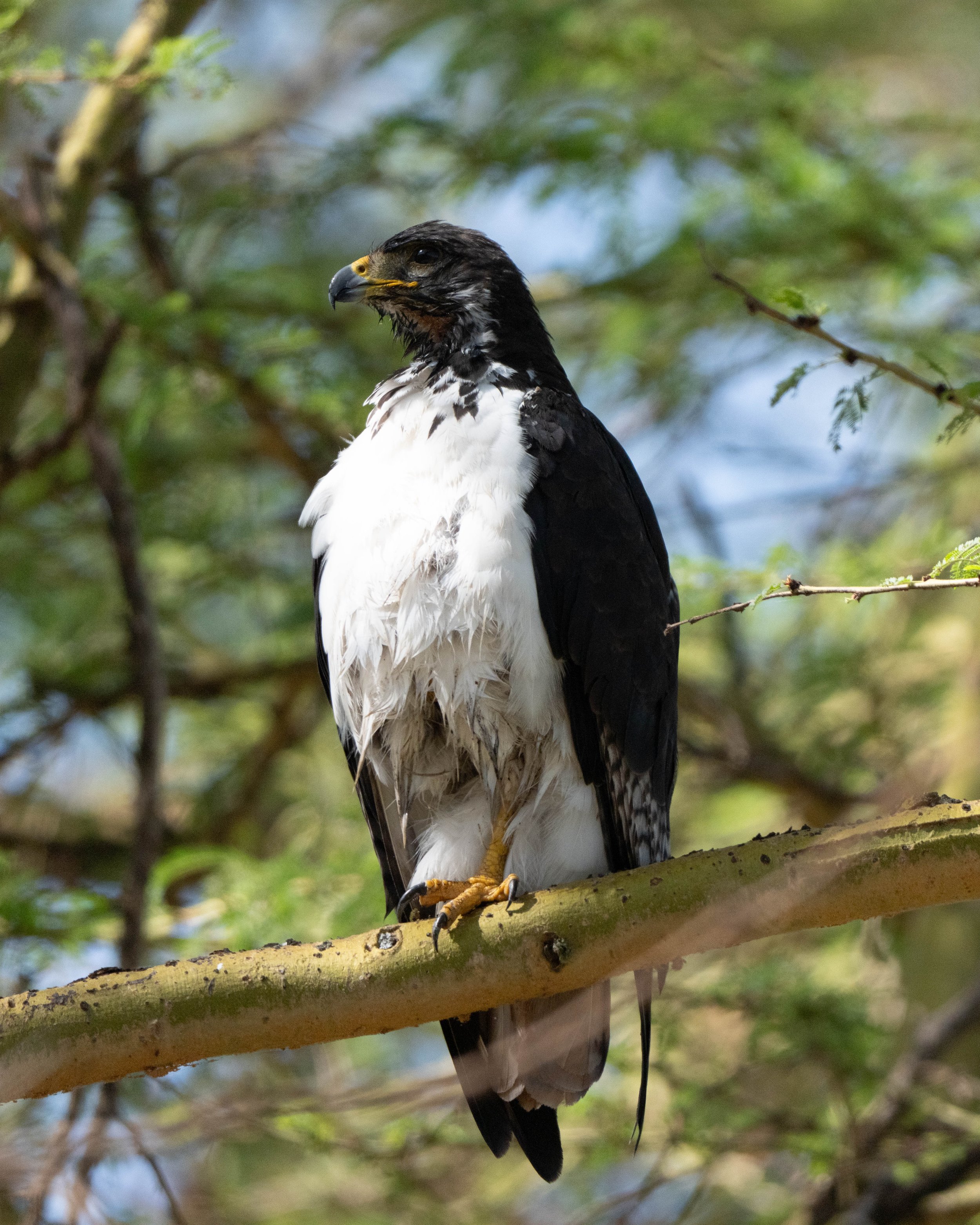A bald eagle perched on a tree branch surrounded by green leaves, with a focused expression.