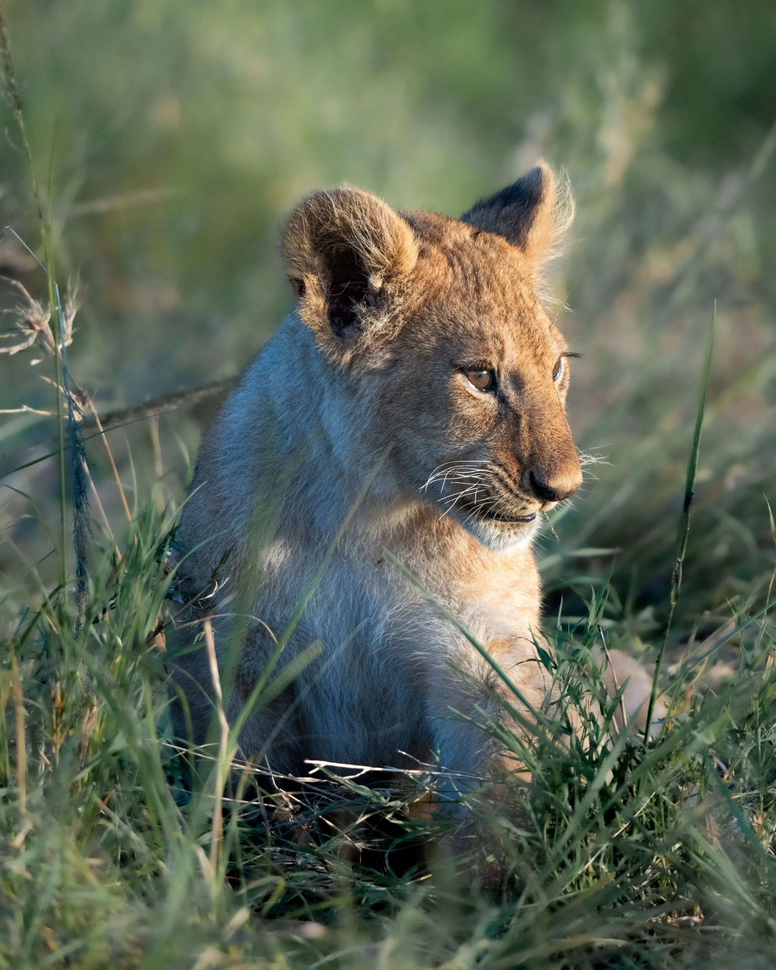 A young lion cub sitting in tall grass in a natural habitat, looking to the right.