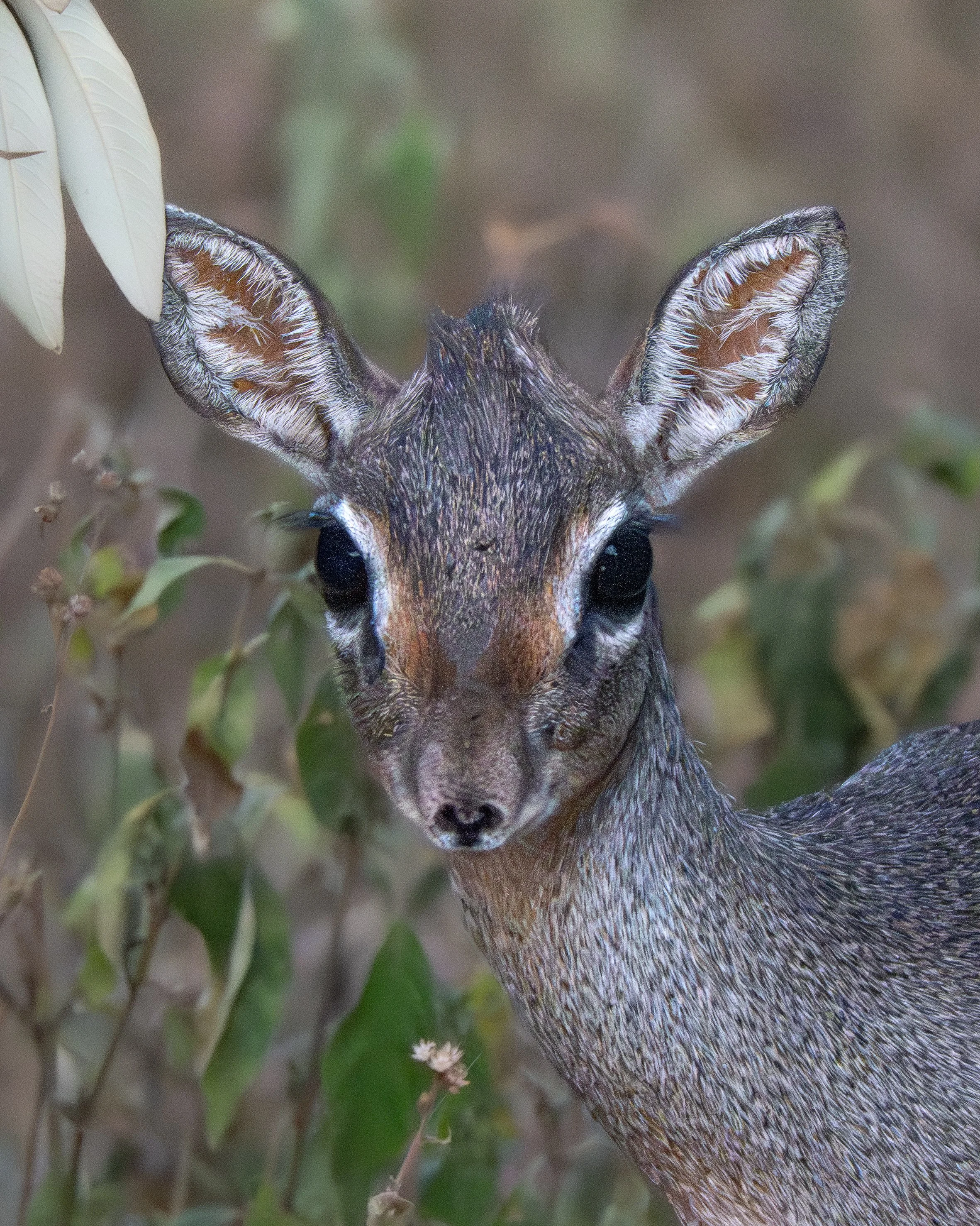 Close-up of a squirrel's face, focusing on its ears and eyes, with blurry background of leaves.