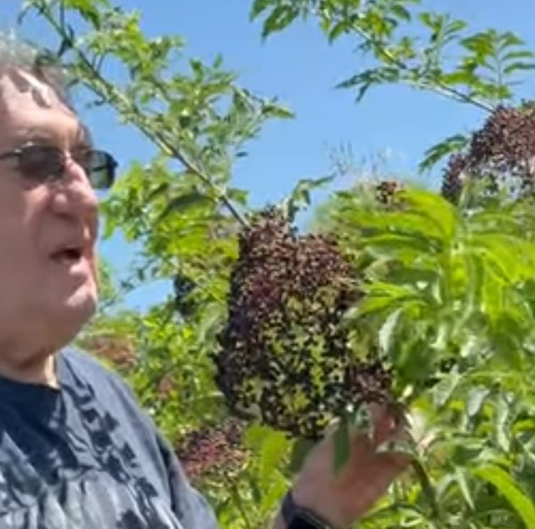 American elderberry grower assessing fruit quality and yield as part of a regional supply chain connecting farms, processors, and markets.