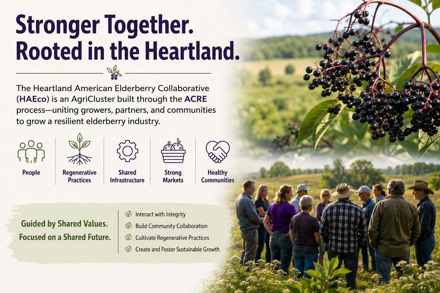 Heartland American Elderberry Collaborative agriCluster connecting growers, researchers, businesses, and communities to strengthen regional elderberry production, markets, and regenerative agriculture.
