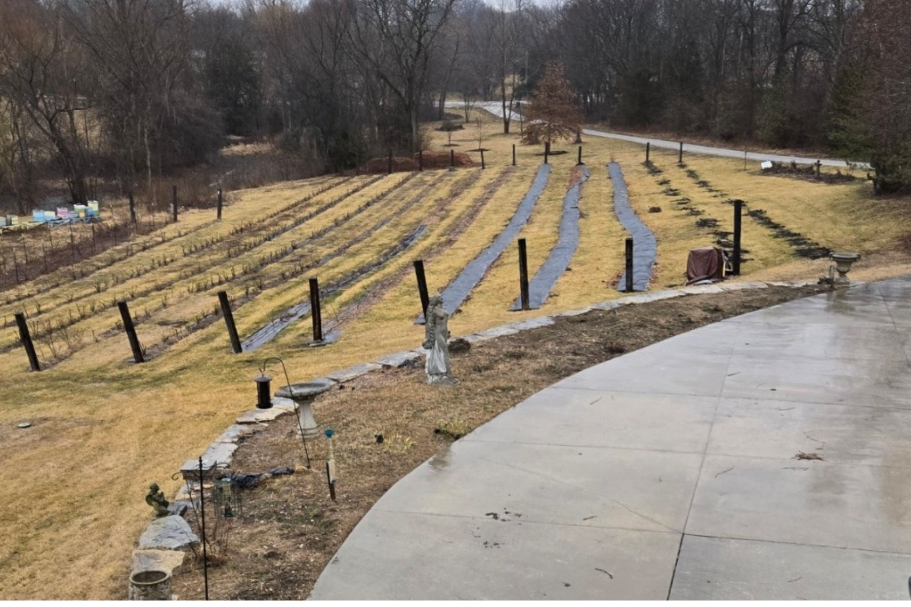Wide view of a prepared elderberry planting site showing multiple cultivated rows, weed barrier fabric, perimeter fencing, and open ground ready for establishment of a commercial elderberry orchard.