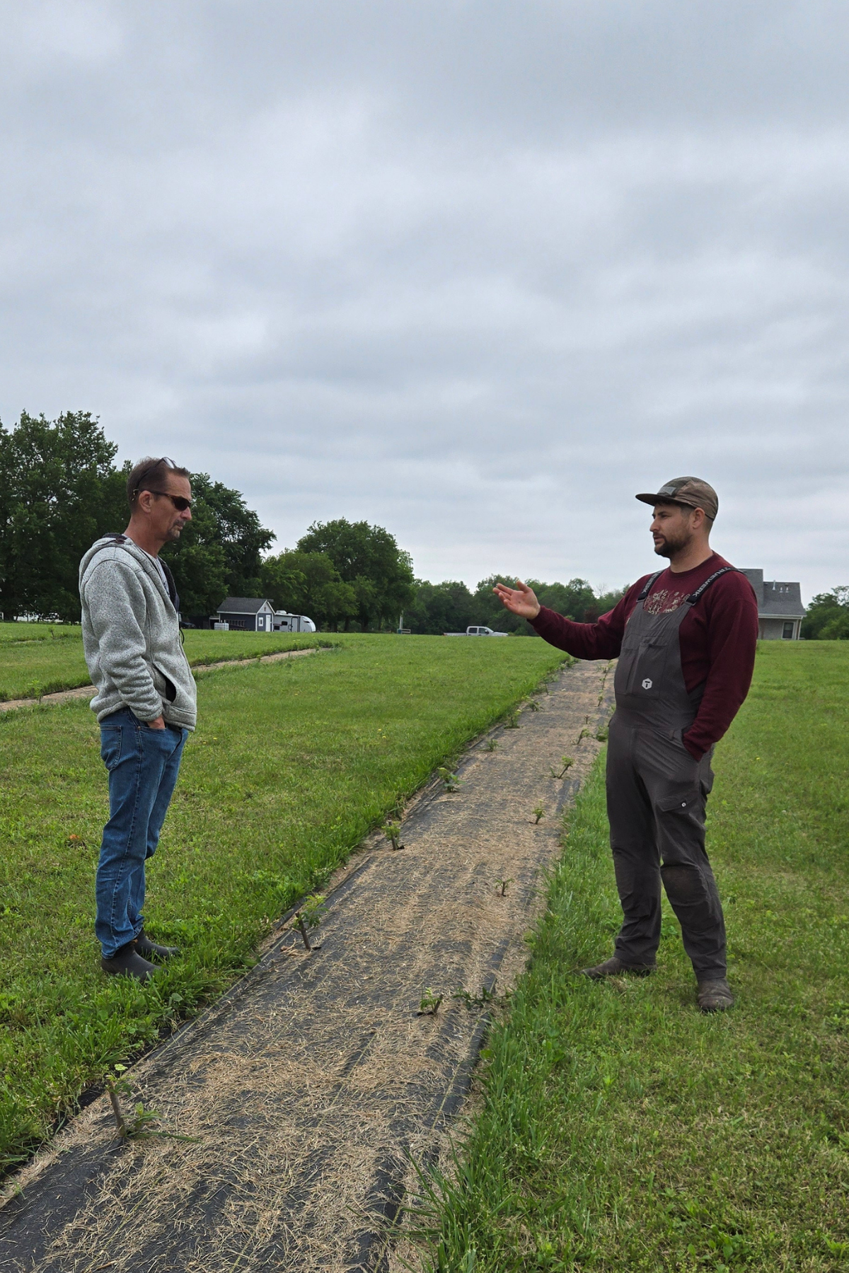 Two growers discussing American elderberry orchard establishment during a field visit, reviewing planting layout, site conditions, and early-season crop development.