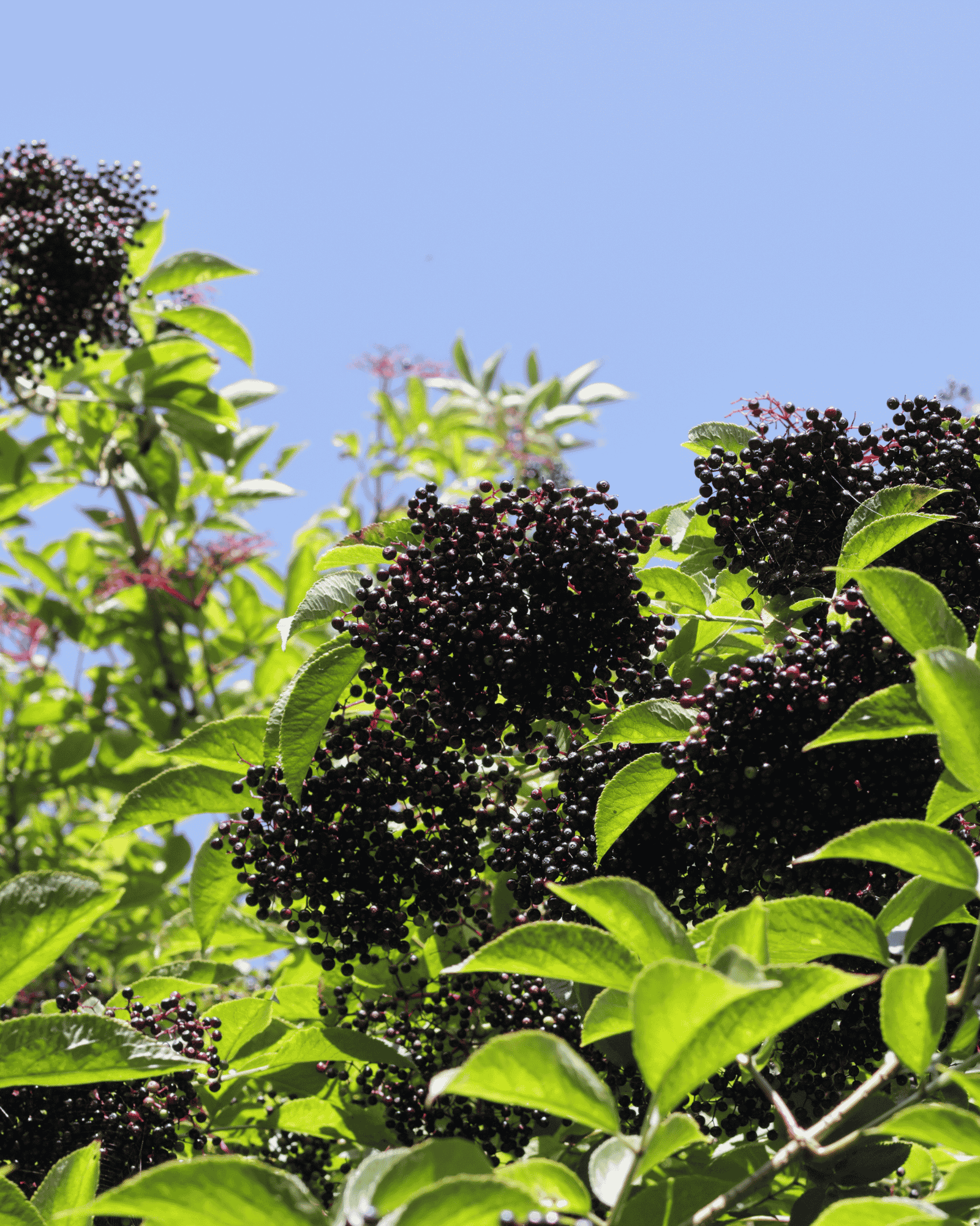 Ripe American elderberry growing in a regenerative agricultural planting in the Midwest.
