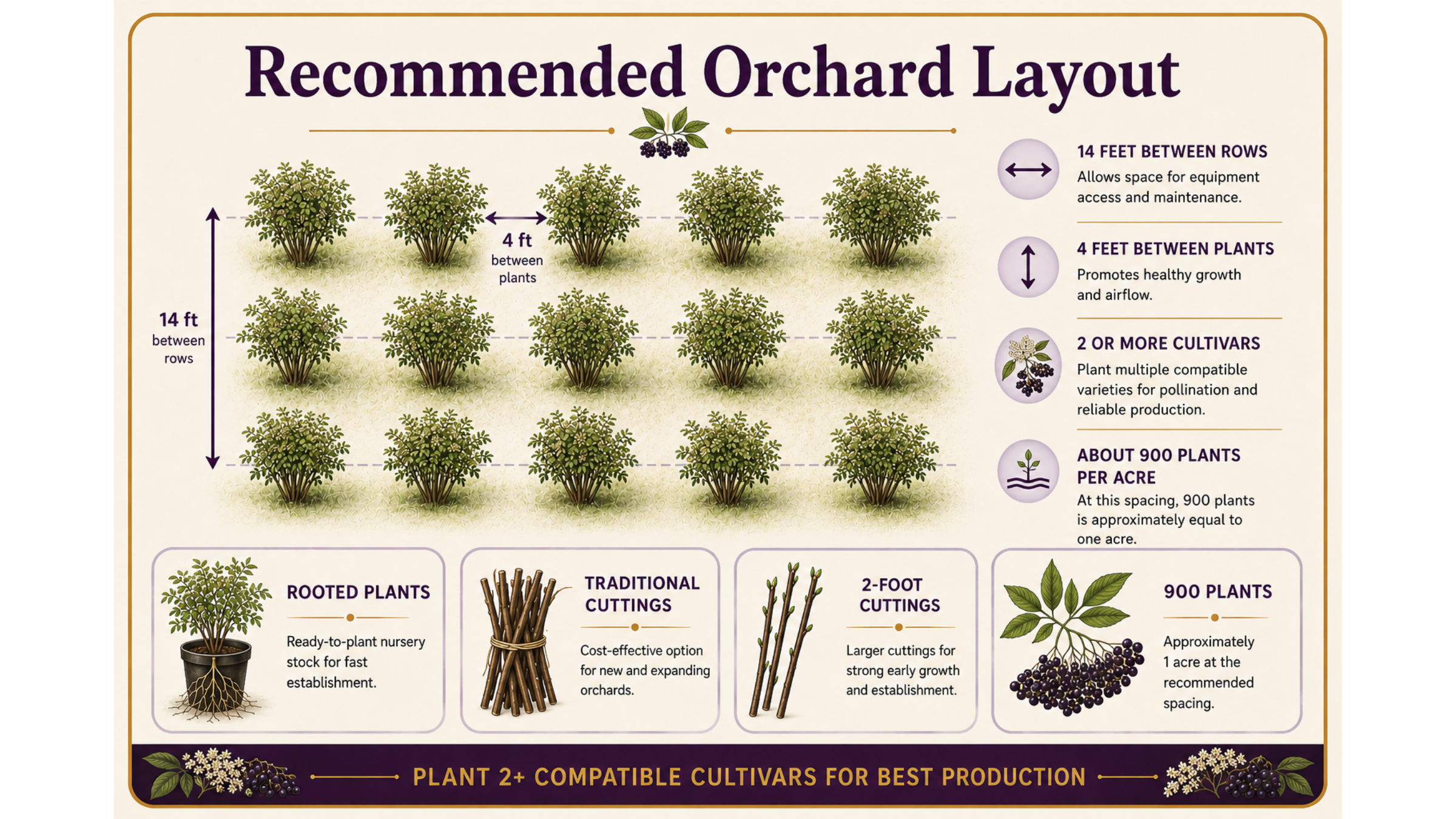 Infographic showing recommended American elderberry orchard layout with 14-foot row spacing, 4-foot plant spacing, rooted plants, traditional cuttings, 2-foot cuttings, and approximately 900 plants per acre.