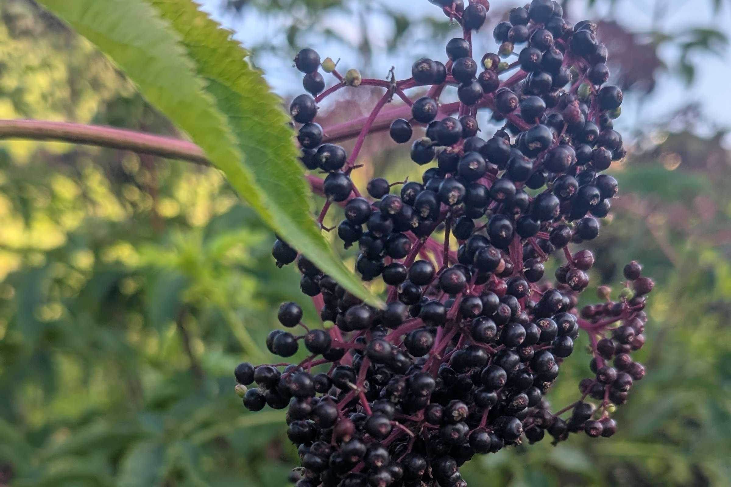 Close-up of a ripe American elderberry (Sambucus nigra subsp. canadensis) fruit cluster hanging from a branch, with glossy dark purple-black berries and reddish-purple stems against a softly blurred green background.