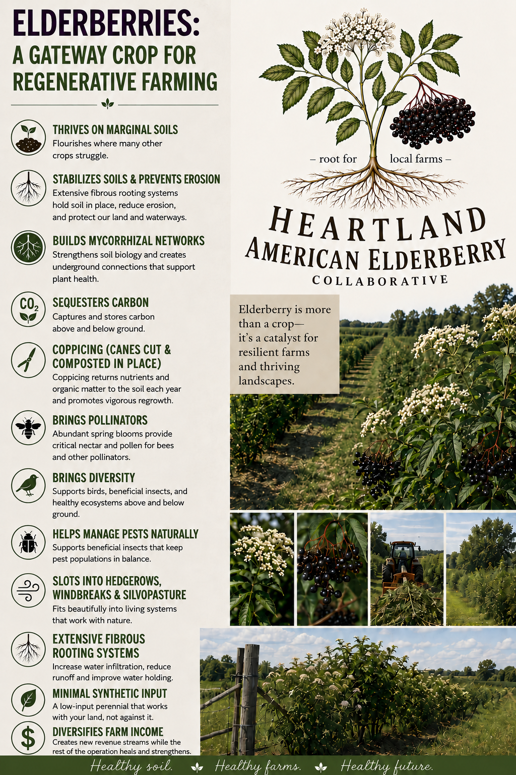 Heartland American Elderberry Collaborative infographic highlighting elderberries as a gateway crop for regenerative agriculture and resilient farm systems.