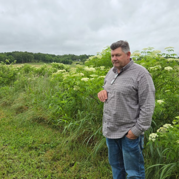 An elderberry grower stands beside a thriving planting of blooming American elderberry shrubs, sharing field observations and practical knowledge that support collaboration and informed decision-making.