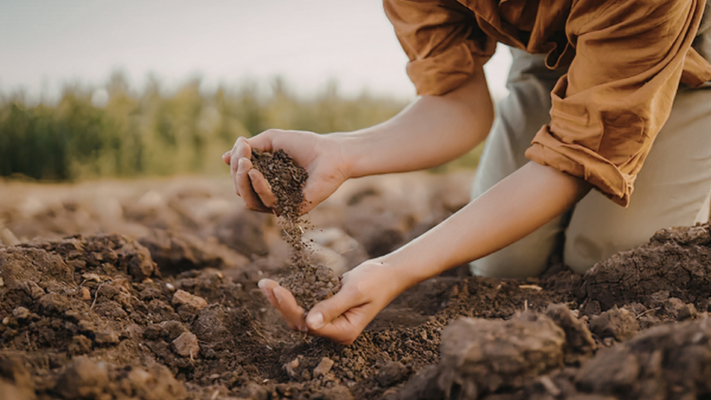 Grower examining and collecting soil from a field as part of soil sampling and site preparation for American elderberry orchard establishment.