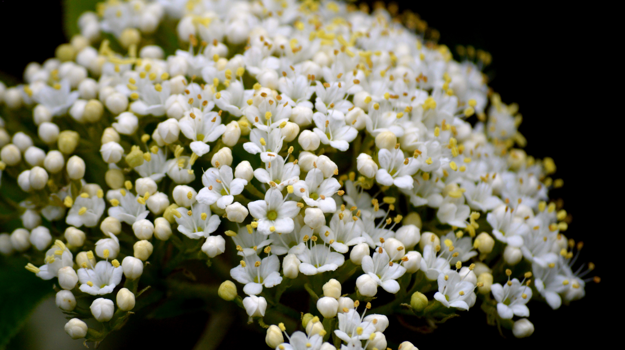 Close-up of blooming American elderberry flowers showing white blossoms and flower buds before fruit development.