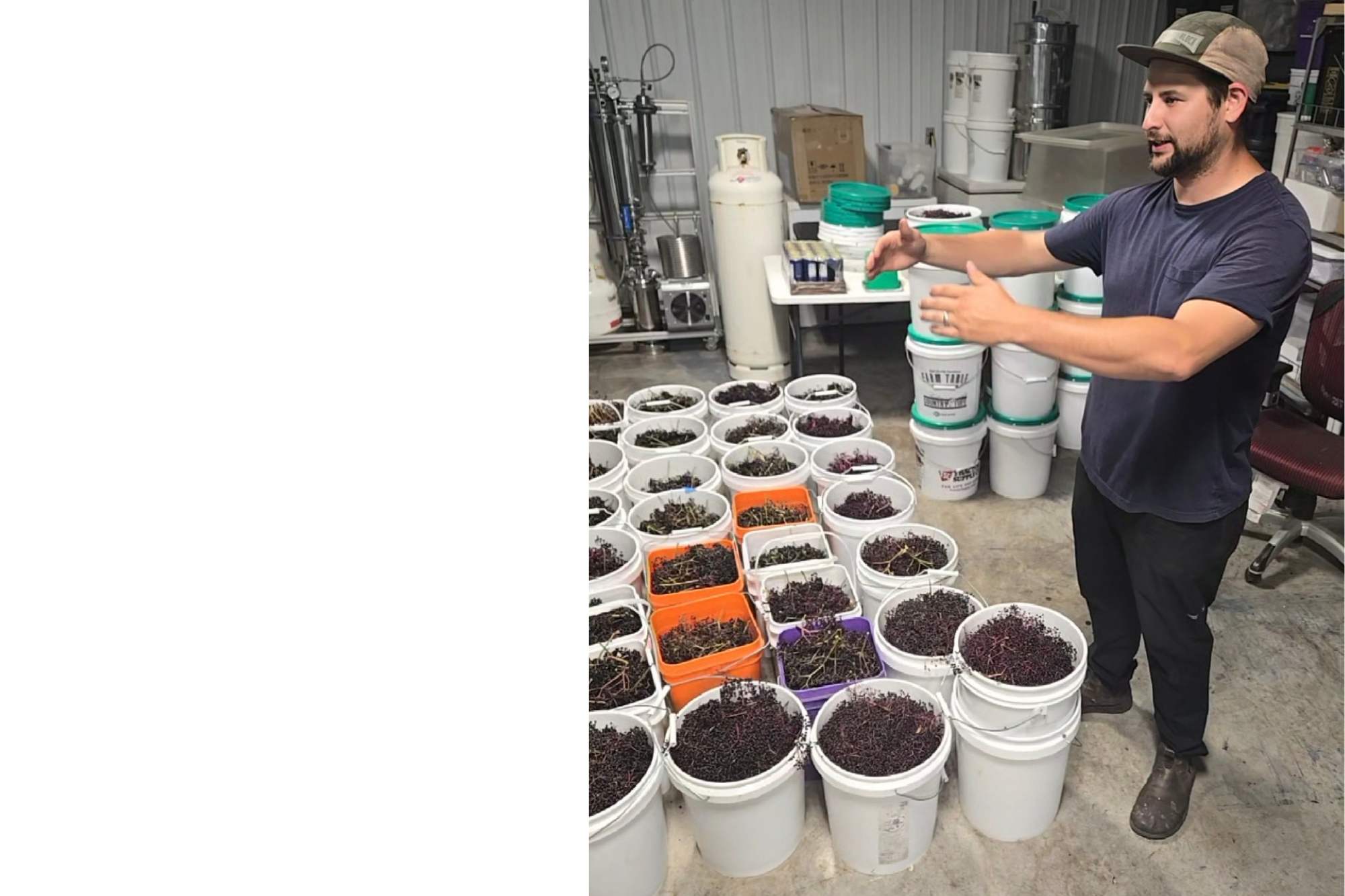 Freshly harvested American elderberries sorted into food-grade buckets inside a processing facility prior to cleaning, destemming, and value-added production.