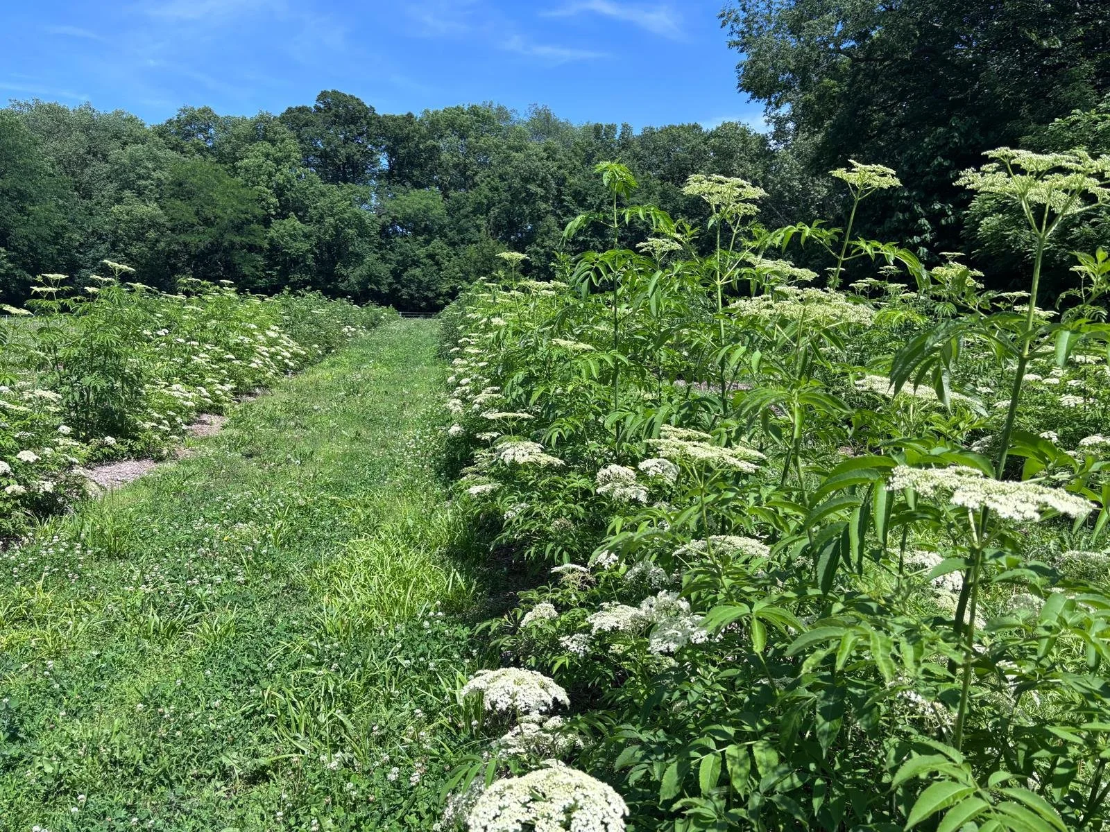 American elderberry field in bloom, showcasing the crop's potential for regenerative agriculture, farm diversification, and regional economic development in the Heartland.