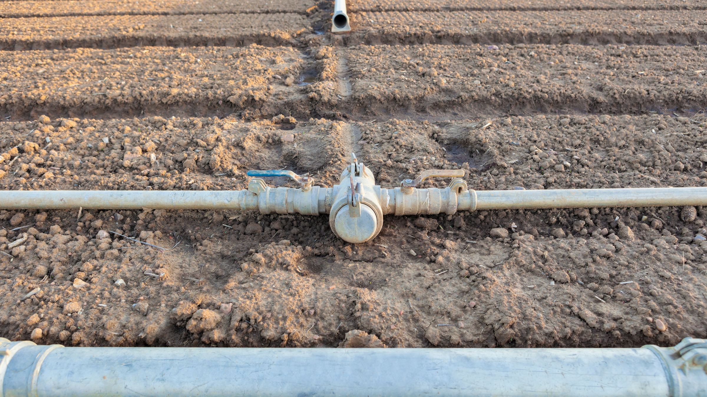 Irrigation manifold and water distribution lines installed in a prepared field for American elderberry orchard establishment and irrigation planning.