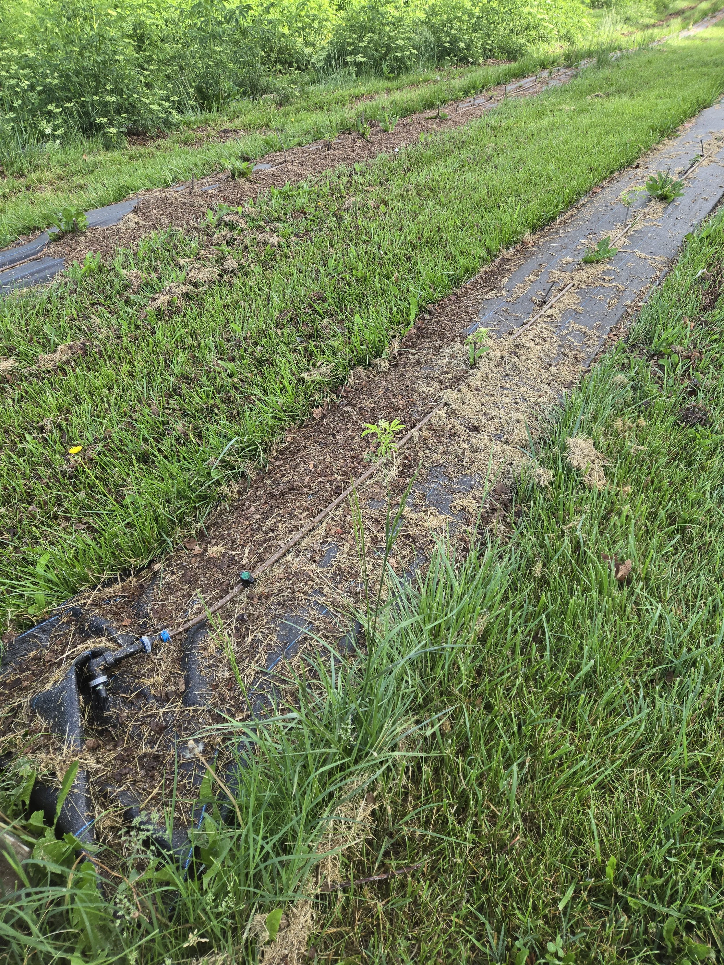 Young elderberry plants established in prepared rows with drip irrigation, mulch, and weed barrier fabric, demonstrating field preparation practices for successful orchard establishment.