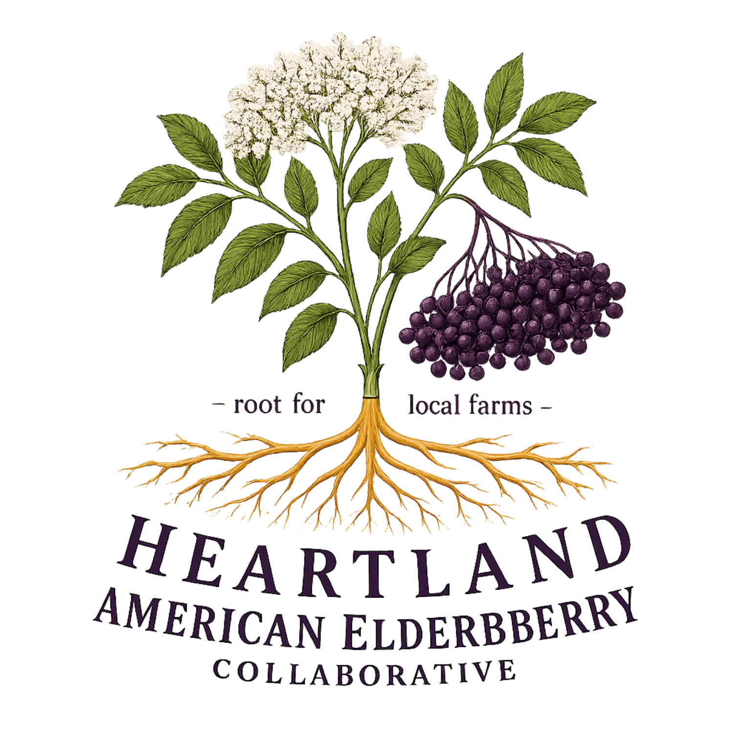 Heartland American Elderberry Collaborative | Elderberry Farms, Education &amp; Collaboration