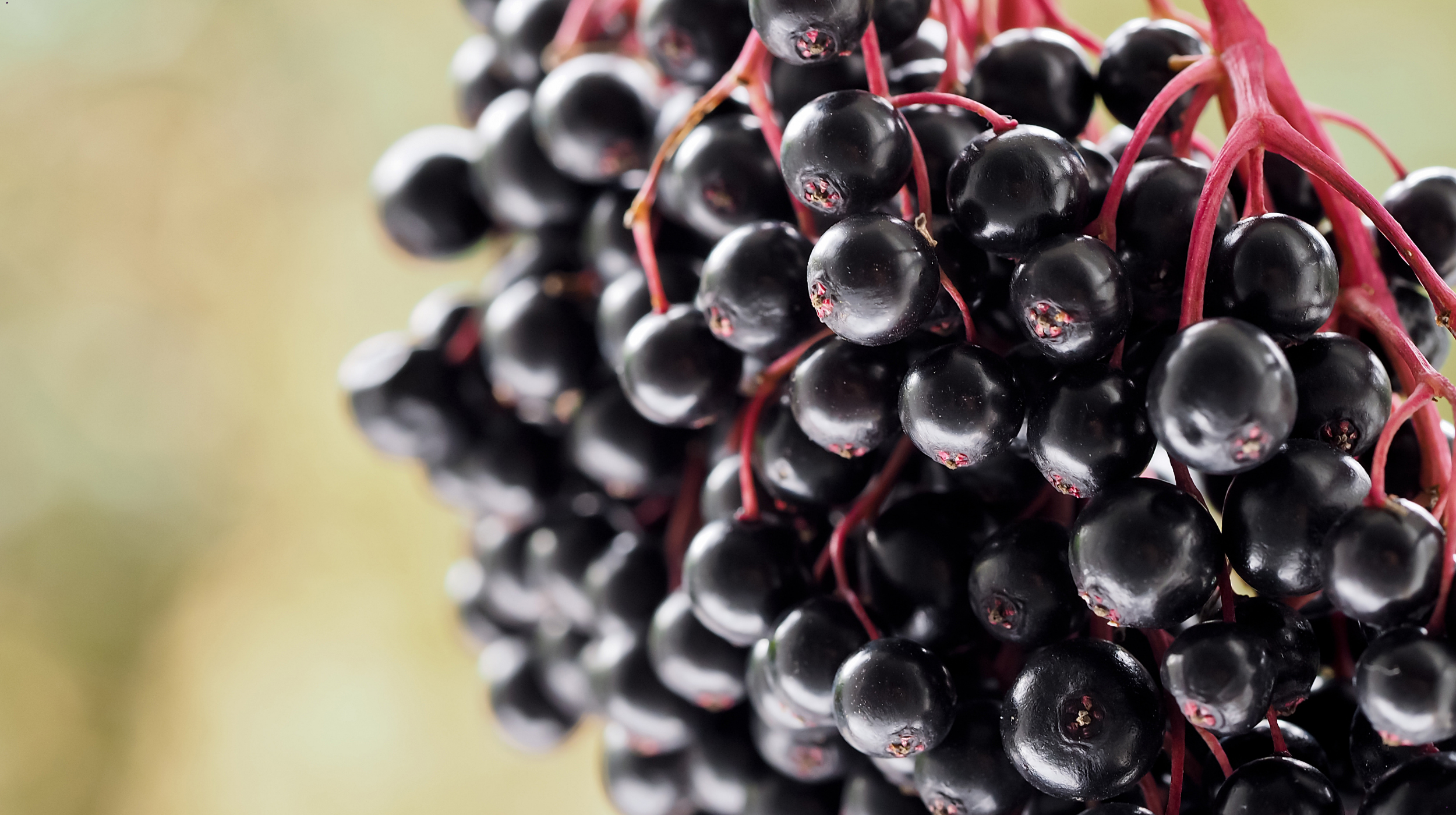 American elderberry fruit clusters nearing harvest, showing ripening berries and characteristic red pedicels on a commercial elderberry planting.
