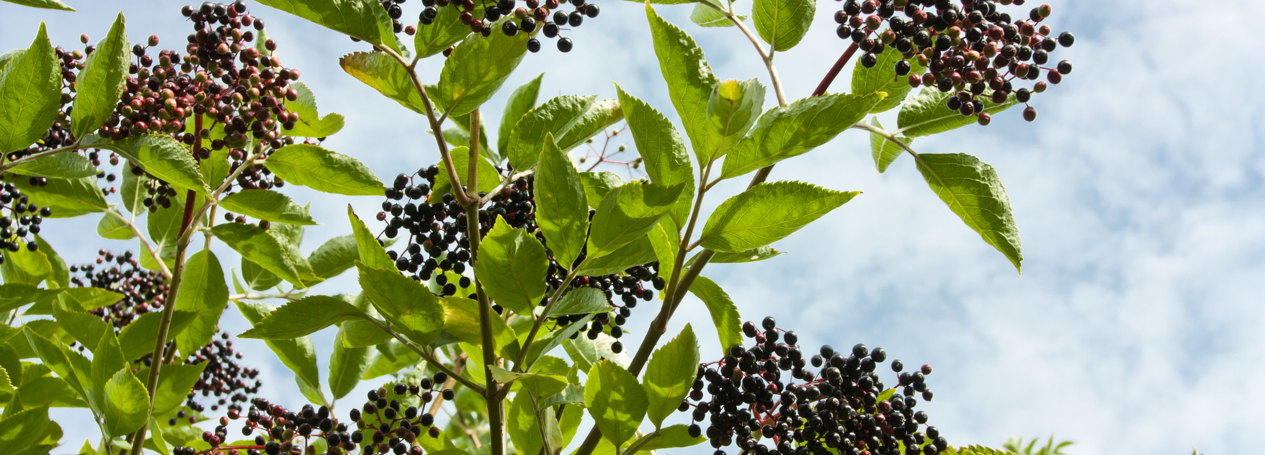 Ripe clusters of American elderberries hanging from leafy branches against a bright blue sky, viewed from below through the canopy.