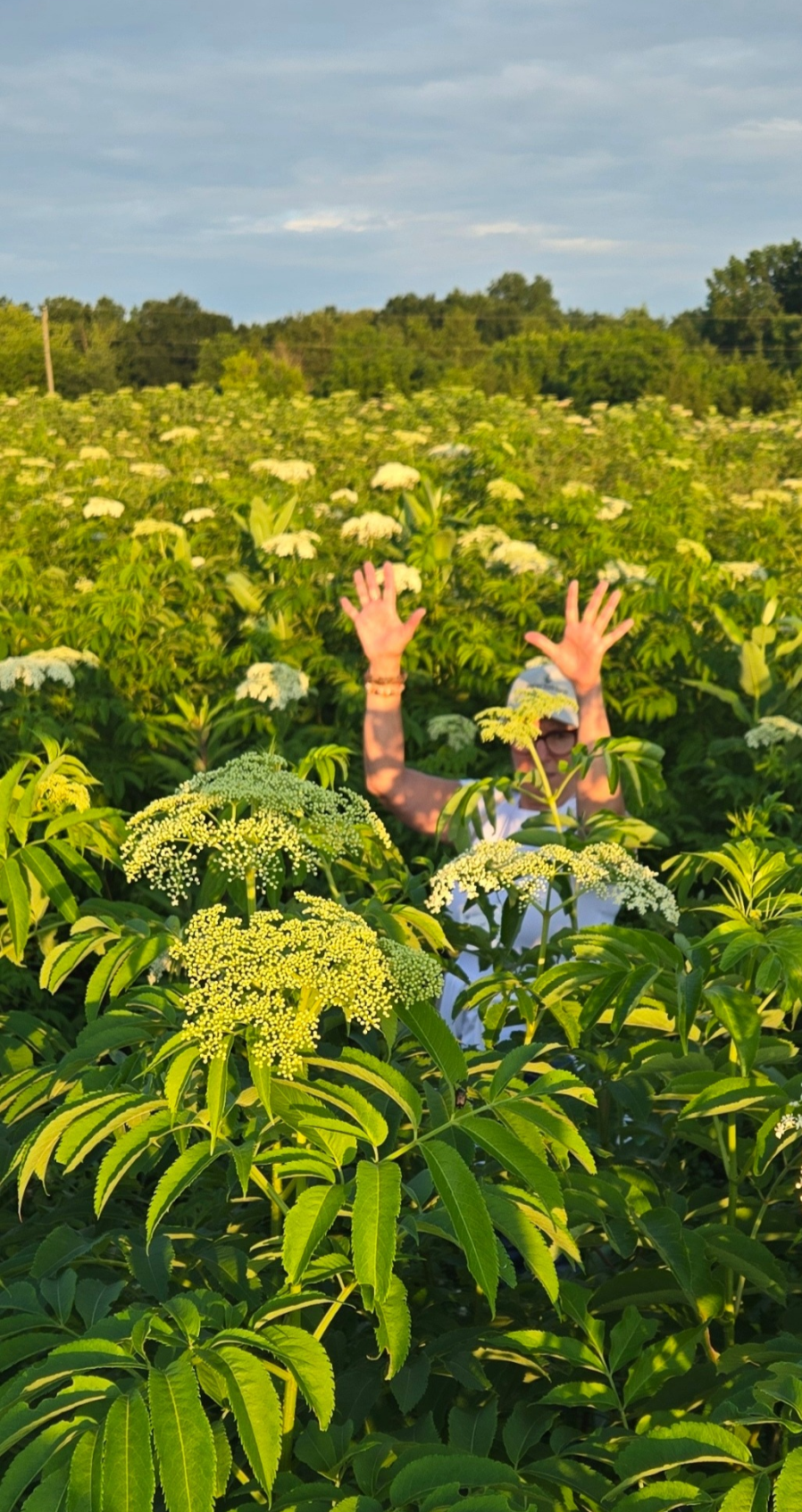 Flowering American elderberry planting showcasing the potential of specialty crop production and regional grower collaboration.