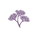 Stylized elderflower cluster illustration in deep purple, used as a decorative divider for Heartland American Elderberry Collaborative branding and website content