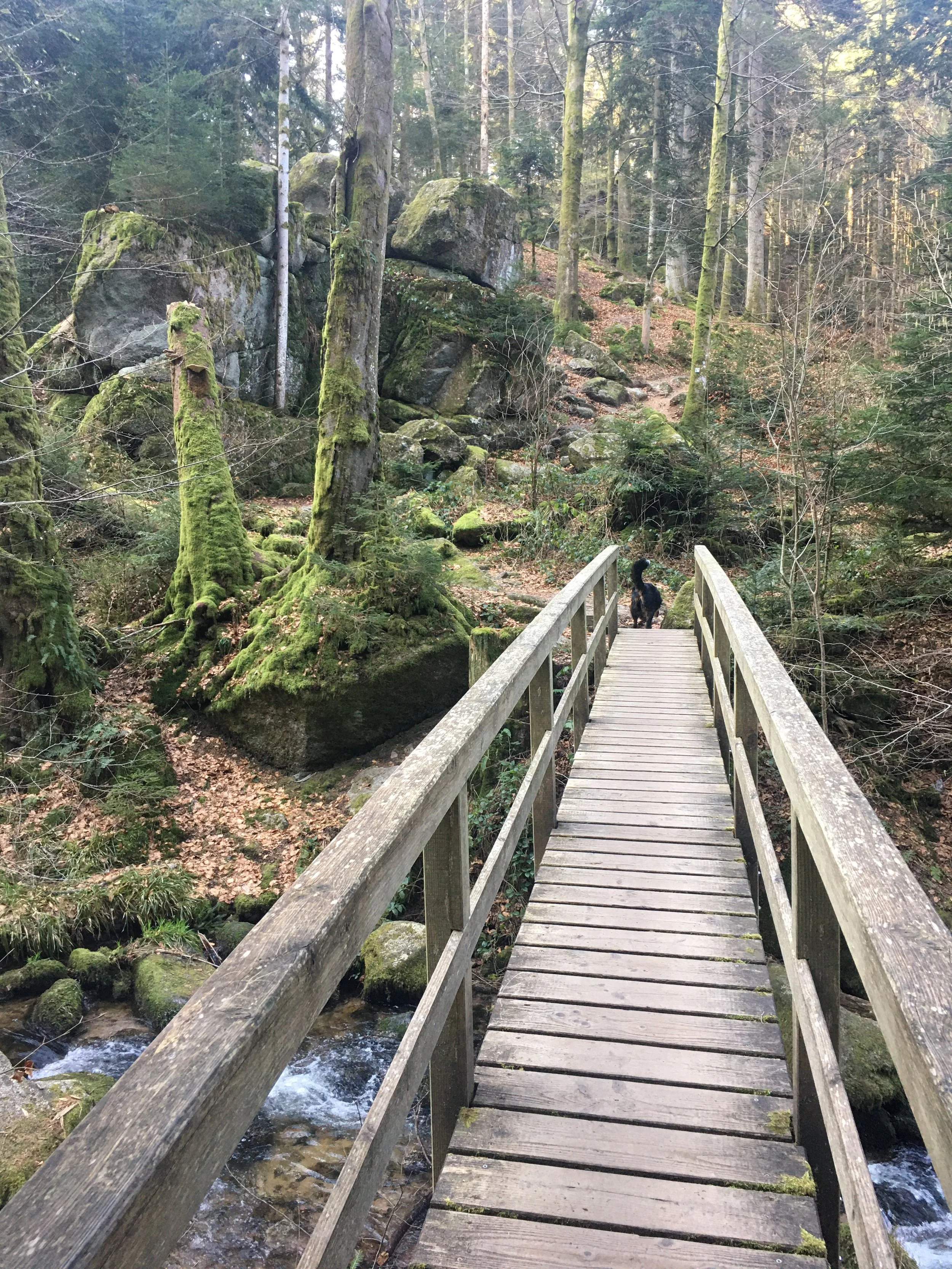 Ein Holzsteg führt durch einen Wald mit moosbedeckten Bäumen und Felsen, begleitet von einem schwarzen Hund in der Mitte der Brücke.